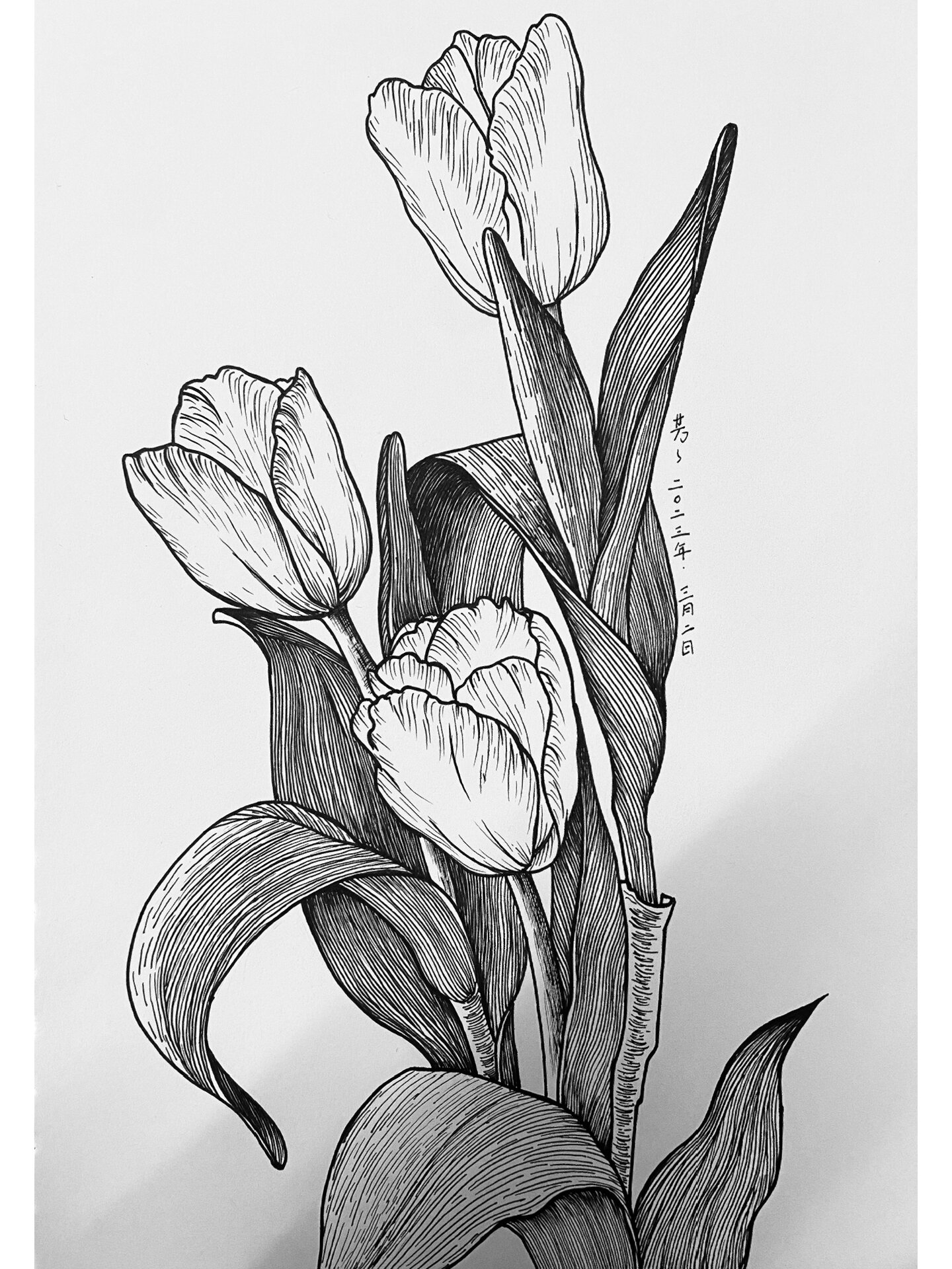 黑白画(28张)/郁金香 附过程图 材料:针管笔01,02,08号 图片来自