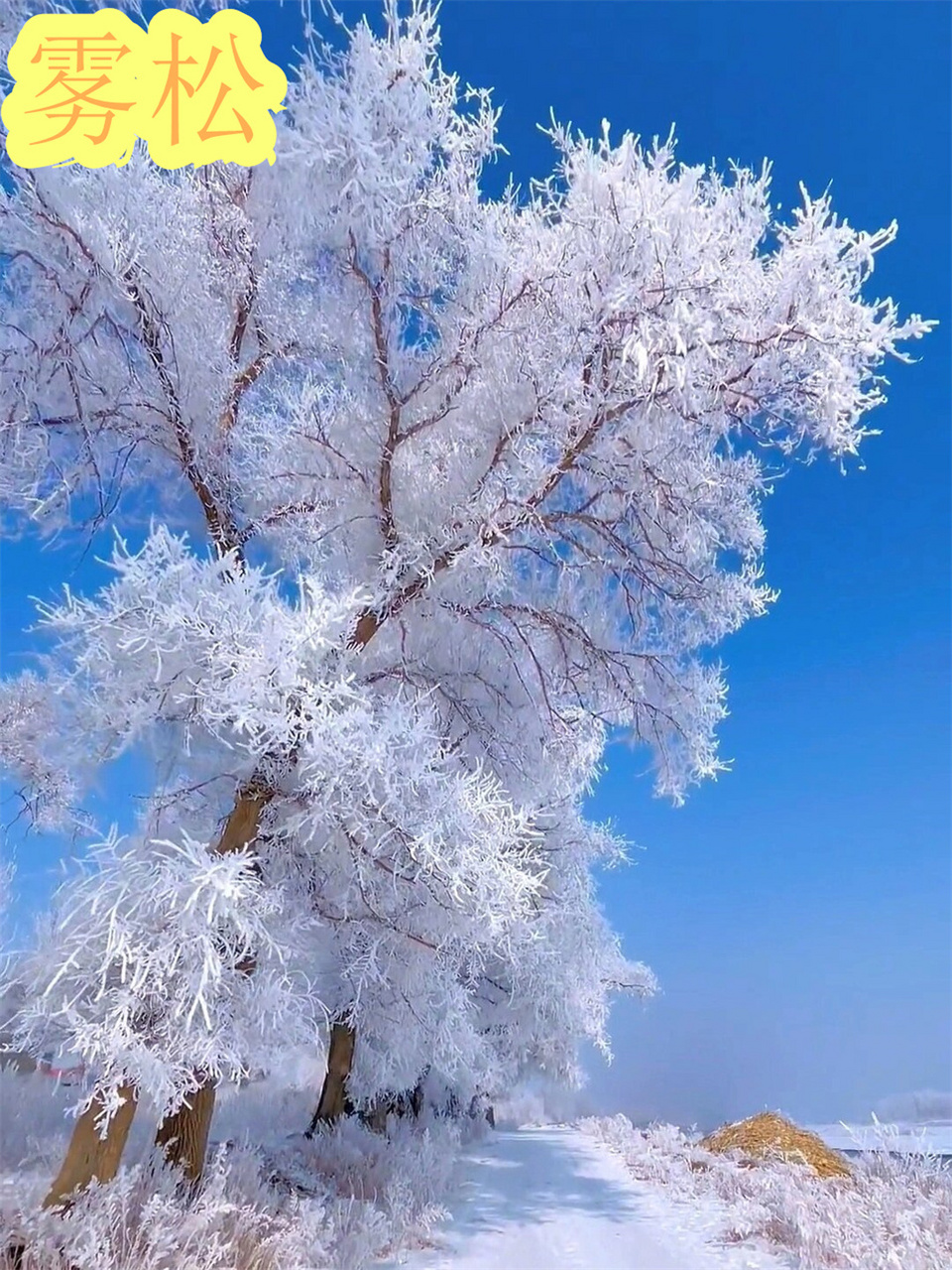 雪凇与雾凇的区别图片图片