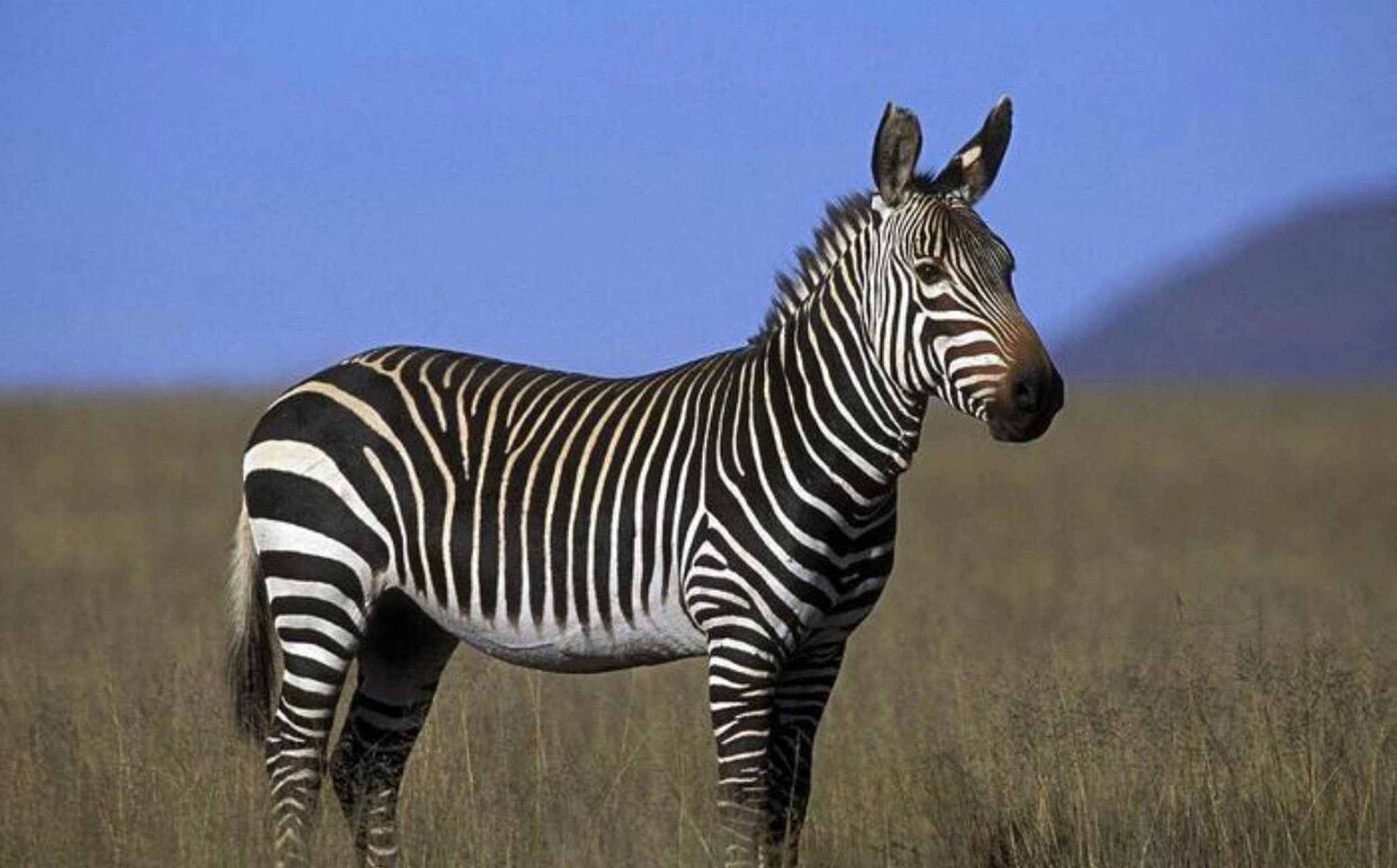 动物 平原斑马 博茨瓦纳9798的代表动物 平原斑马,学名:equus