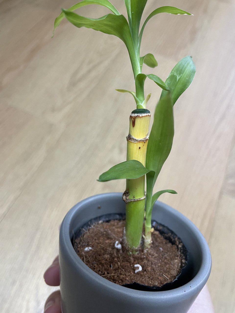 土培富贵竹枝干发黄 有没有办法救救这个富贵竹呀?