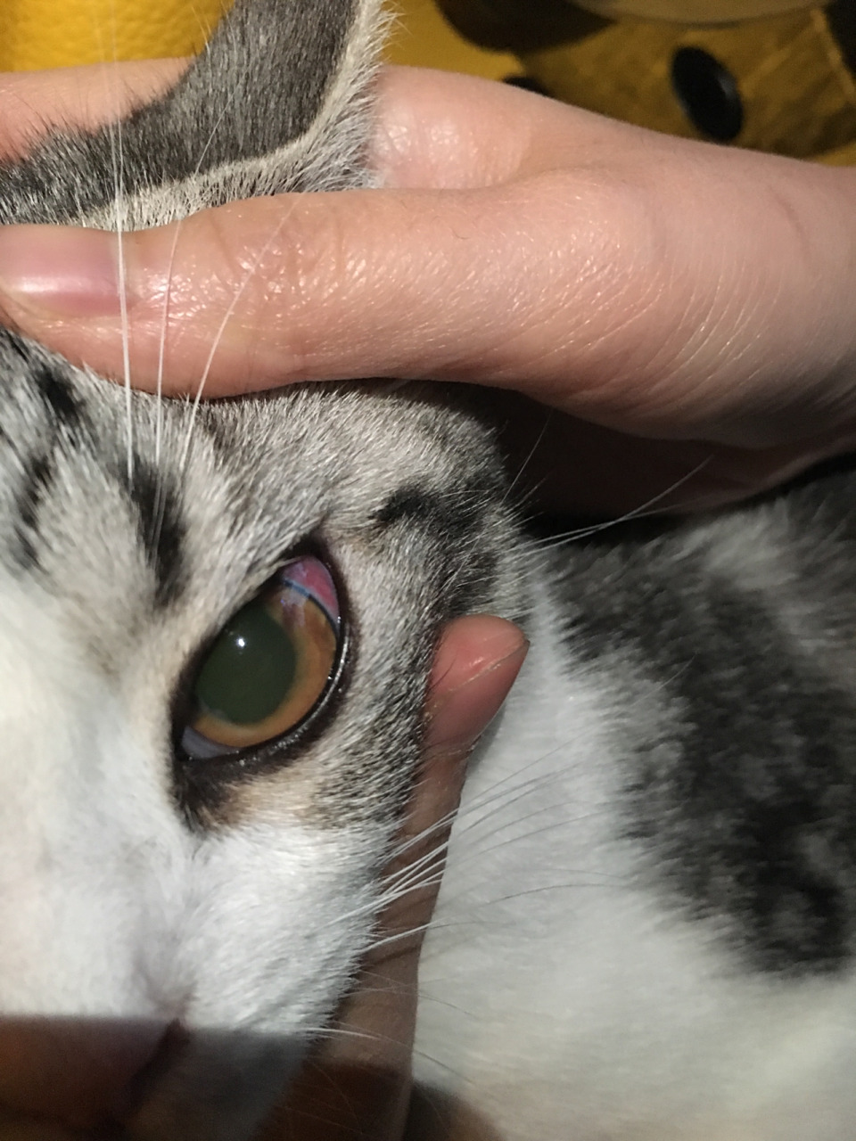 猫咪日常|眼睛浑浊,原来是葡萄膜炎 四月月才7个半月,竟然又又又生病