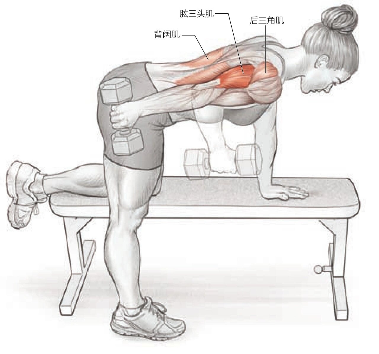 肱三头肌的起止点及功能