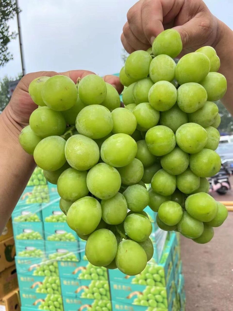 没有美丽的文案～只有甜甜的香印晴王葡萄99 没有美丽的文案～只有