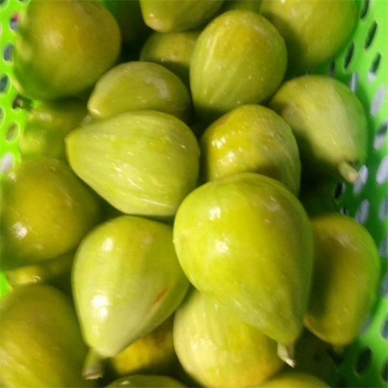 金傲芬无花果树苗如何修剪比较好,种植管理 金傲芬无花果树的修剪和