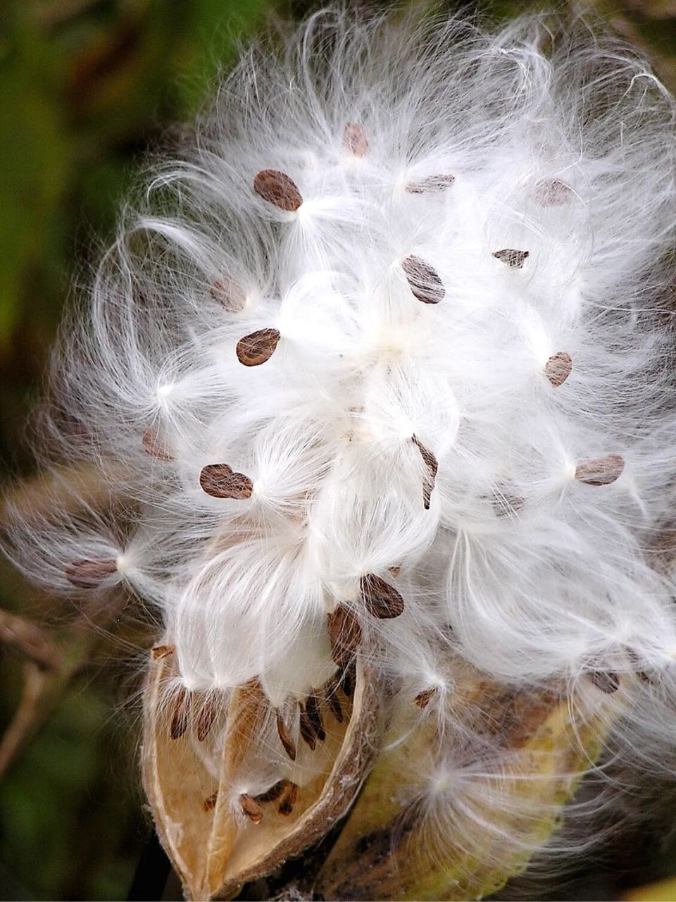 大自然的艺术品,在风中起舞的种子|马利筋 马利筋(asclepias curas