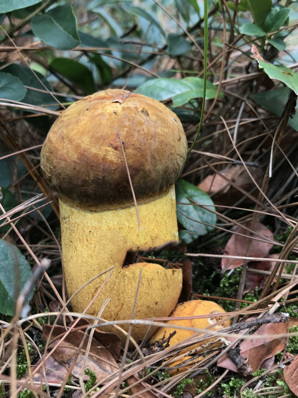 牛肝菌肥厚味美,营养丰富 黄牛肝菌,别名黄赖头,老虎头,多生长在夏