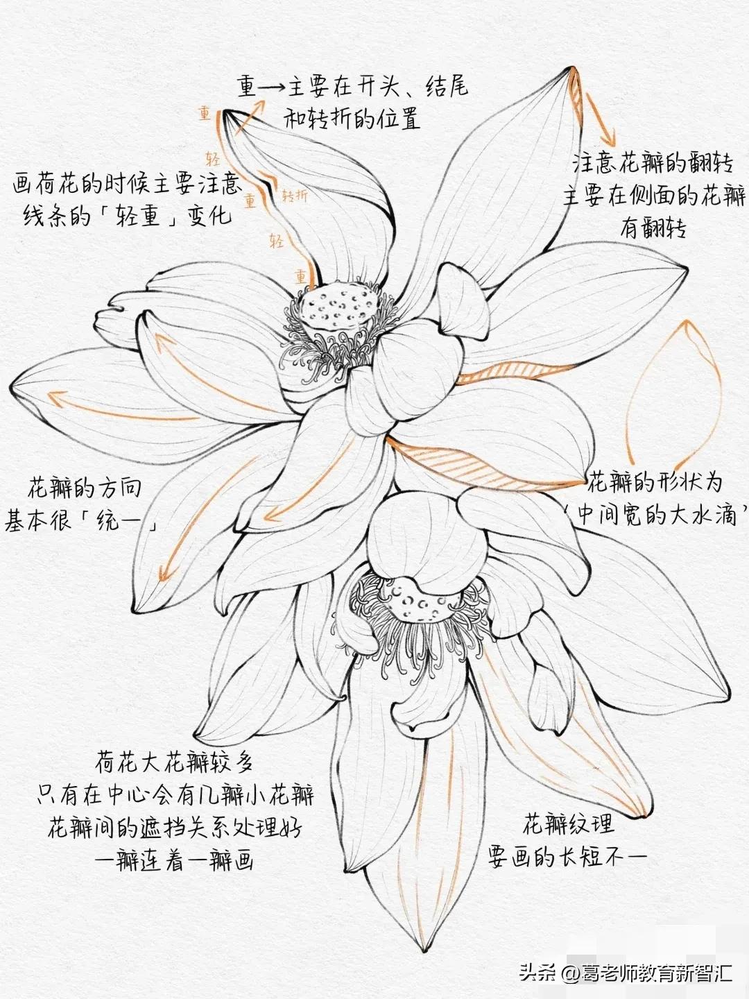 荷花这样画