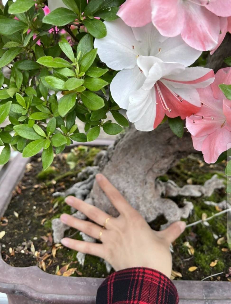 皋月杜鹃 皋月杜鹃山之光 大家比较推崇的品种还是很有道理的,花色