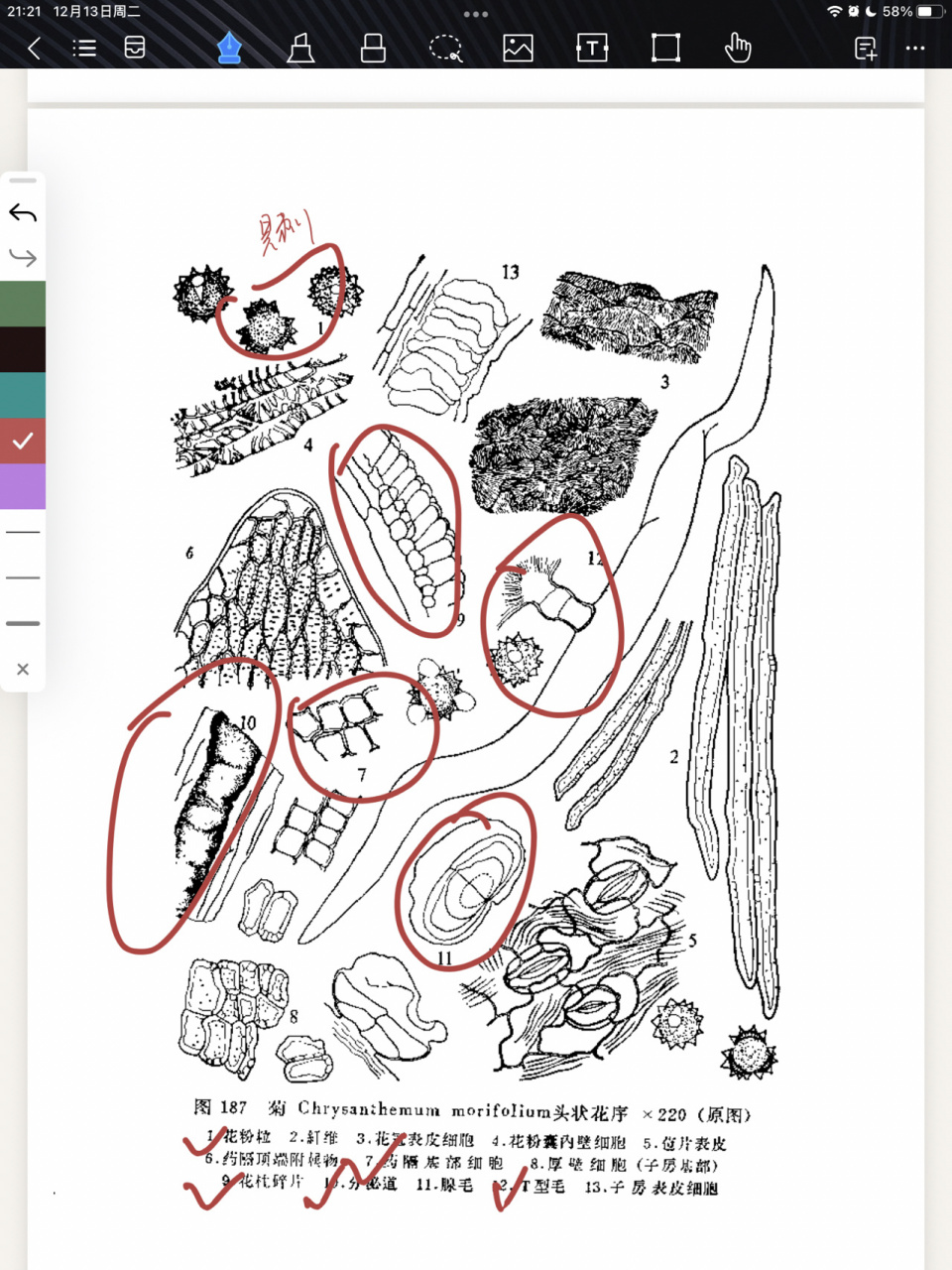 怀菊花的显微鉴定图片图片