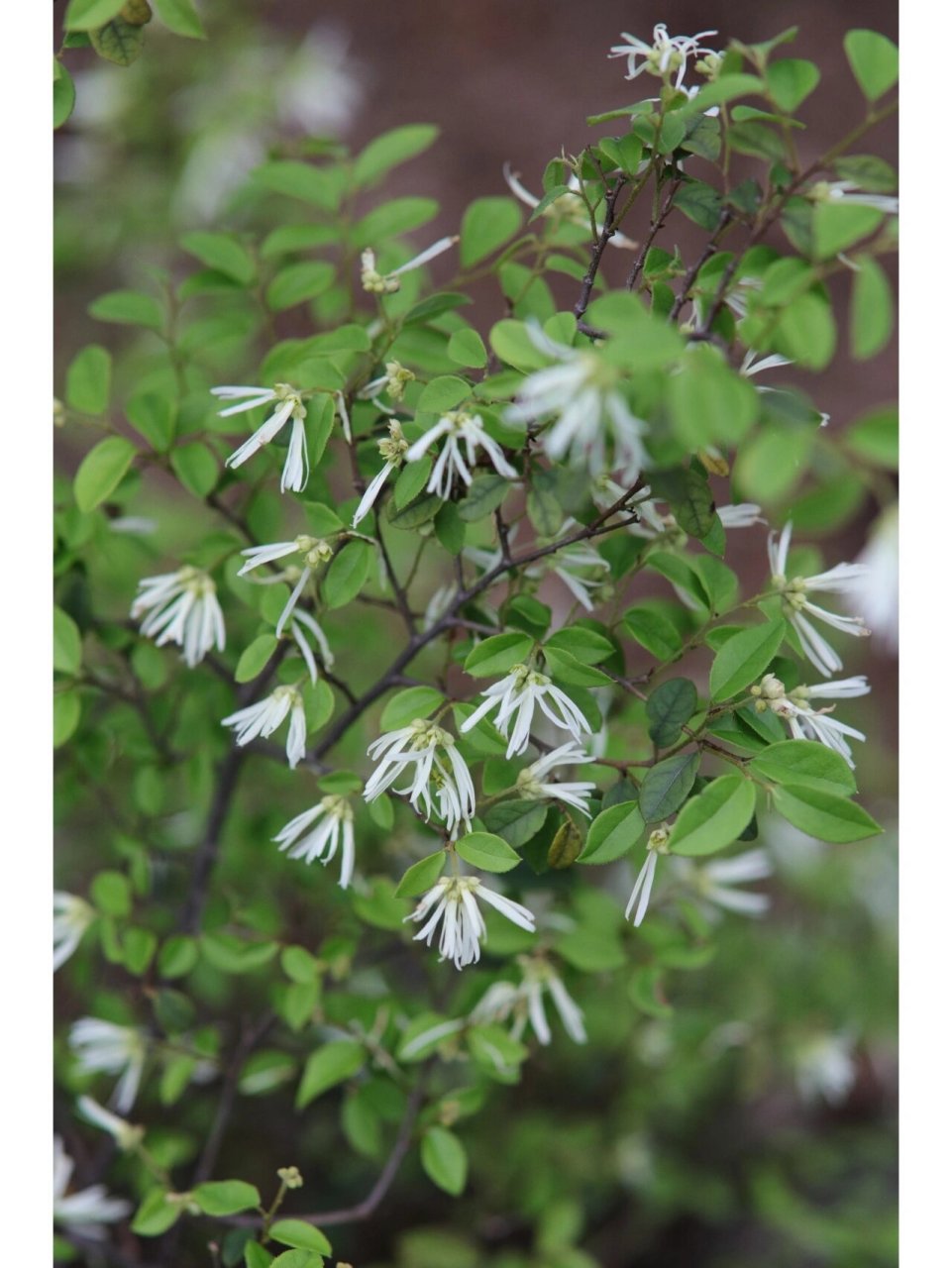 白花檵木的花语图片