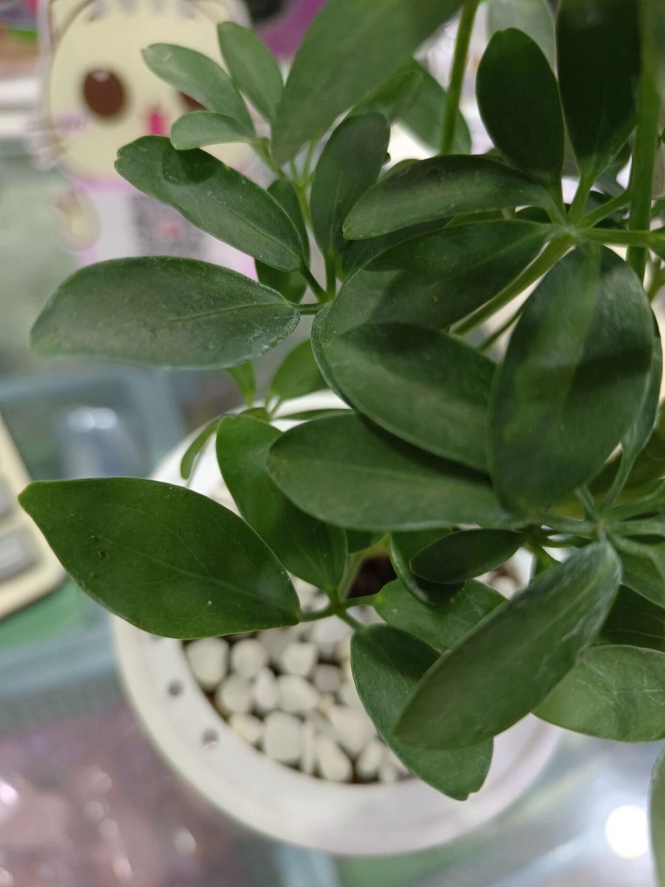 七叶莲,发财树 七叶莲,清热解毒,寓意发财,叶片有四至八片