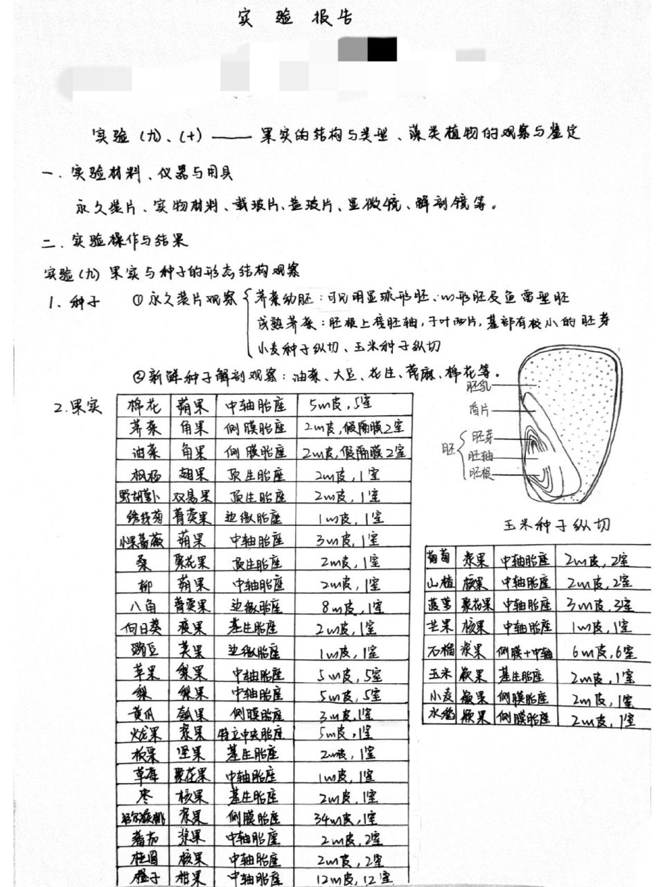 植物学实验报告Ⅰ果实结构与藻类植物观察 bug一堆