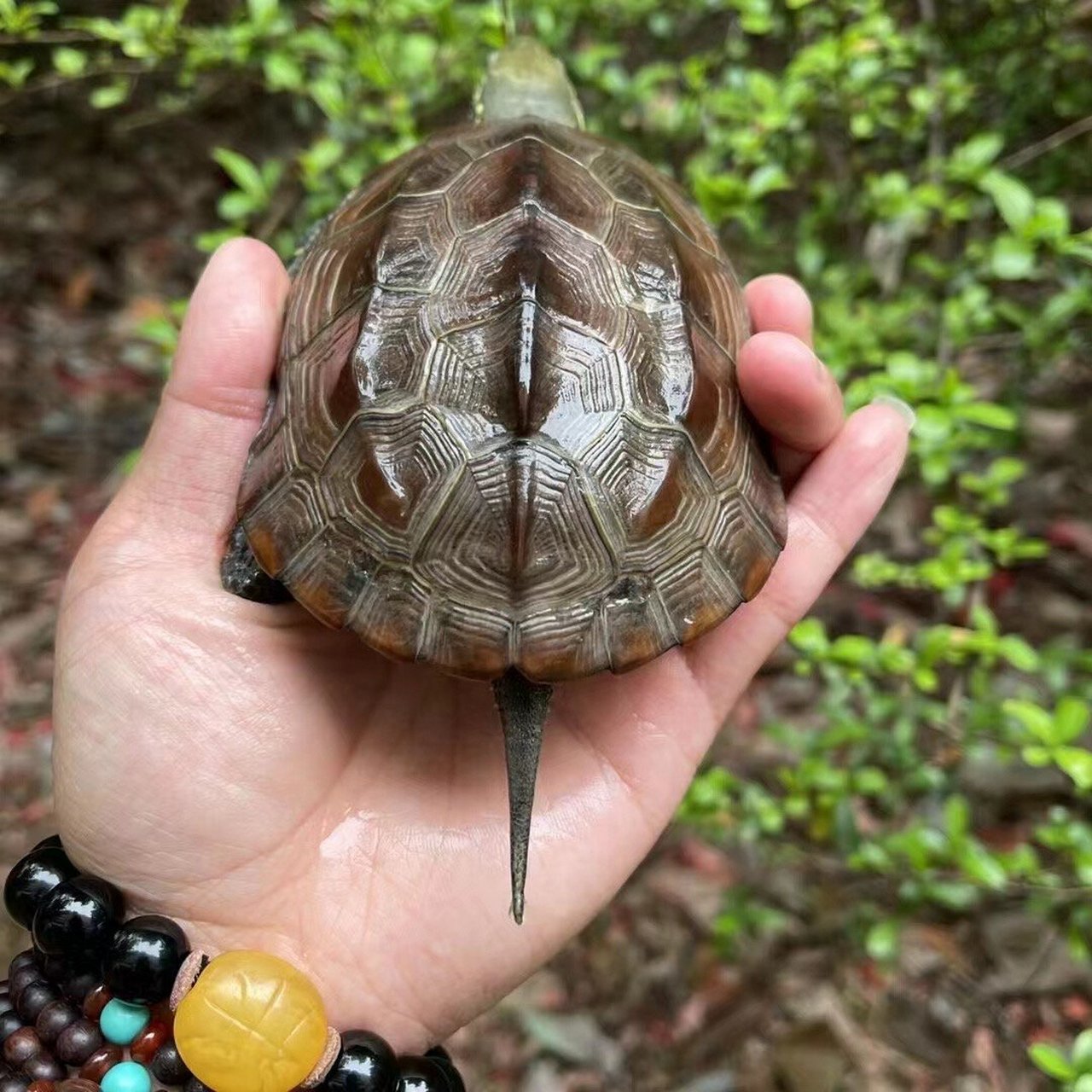超级漂亮顶级红壳重刀刻纹路母龟草龟 满背刀刻纹路,尾巴都能穿针,大