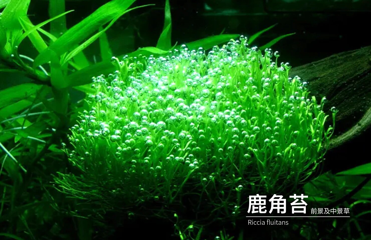 气泡专家 鹿角苔 每天认识一种水草