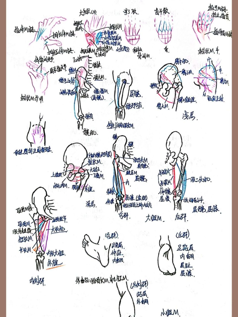 人体运动系统简图手绘图片