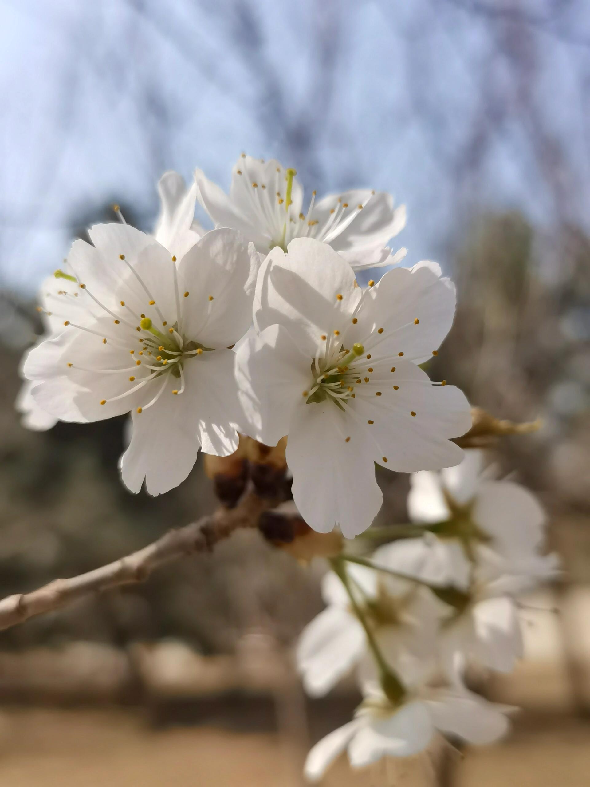 樱桃花图片真实图片