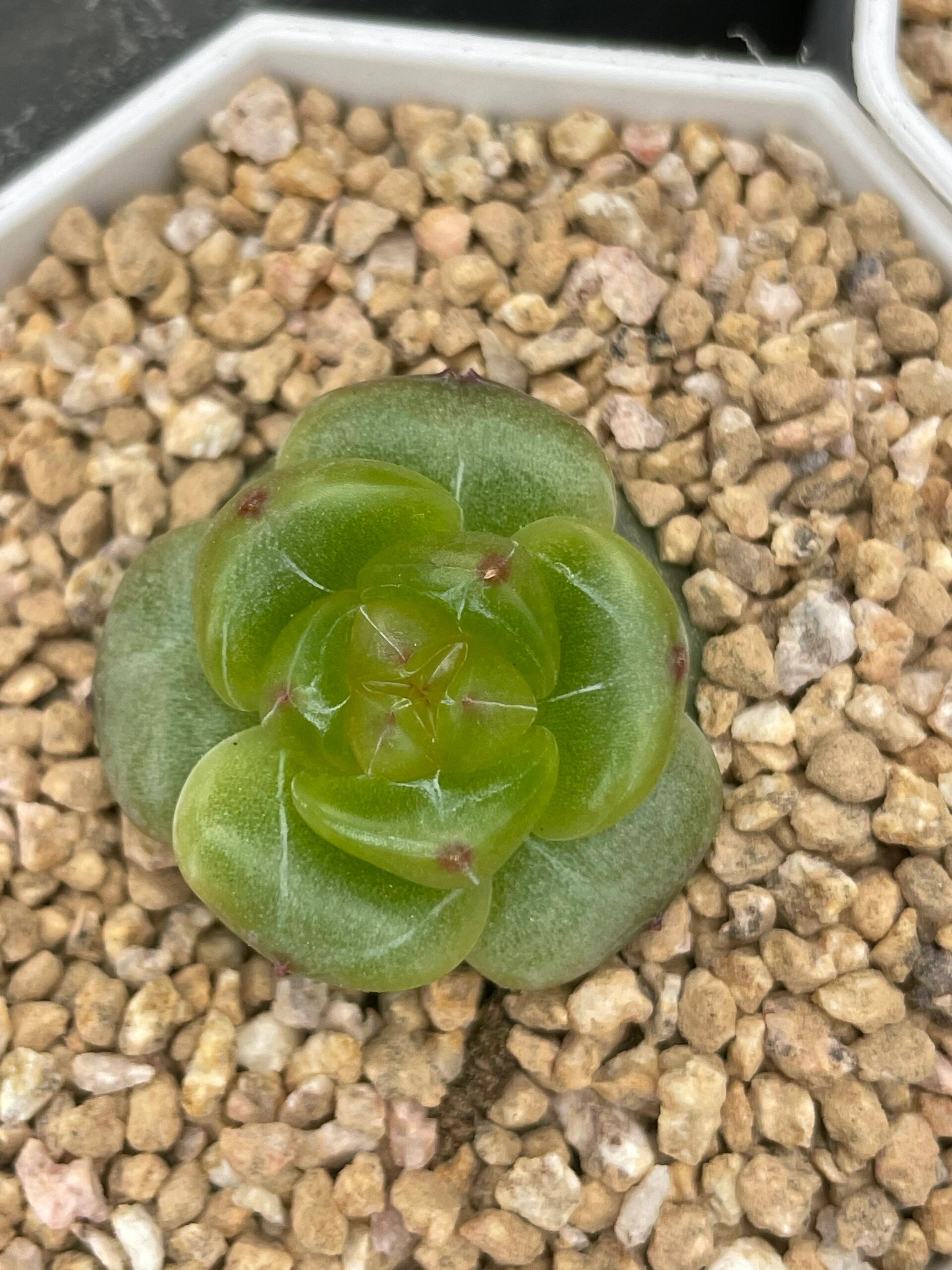 q农场珍妮糖心精品上新喽 各种冰透个体,99秋阳园艺 12:30上新,有