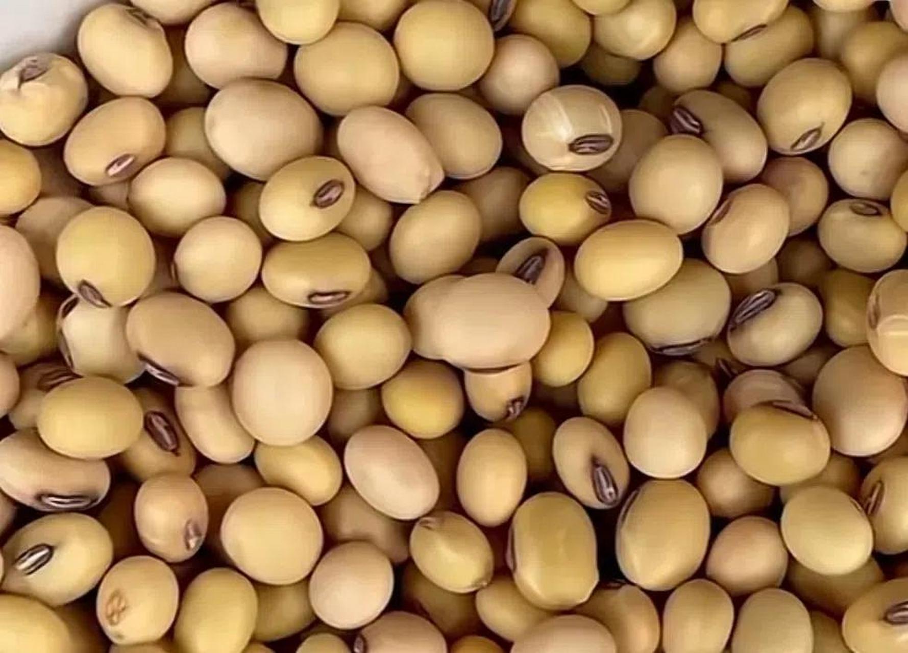 如何判别黄豆是否为转基因呢?