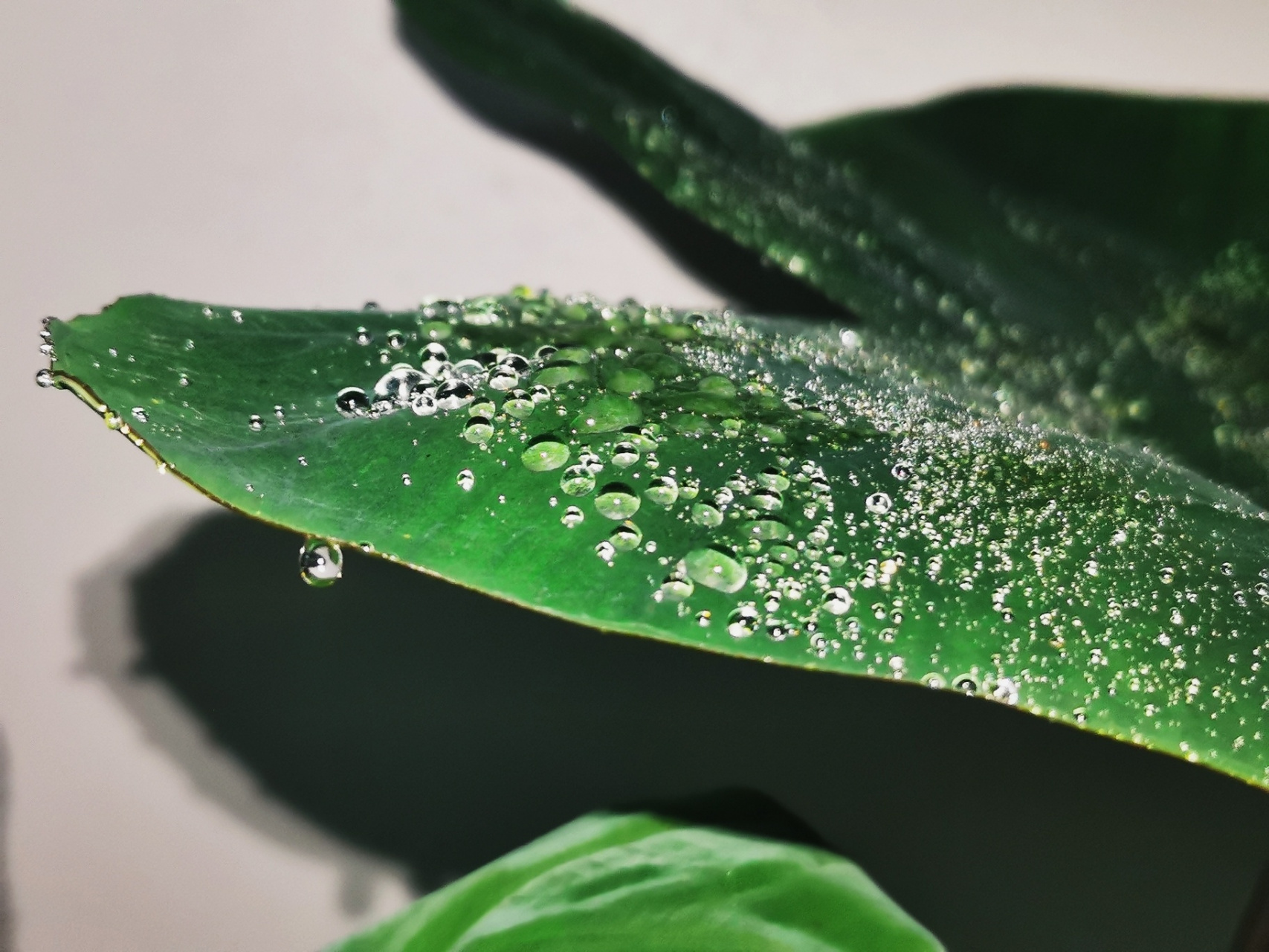 九鸟的1001种可爱植物——黑魔法芋 这棵黑魔法海芋我大概养了3个多月