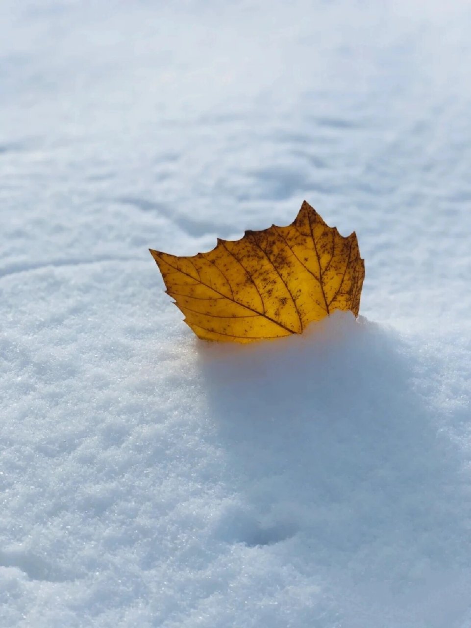 ❄适合下雪发|朋友圈|的优美文案 1. 昔日雪如花,今来花似雪 2.