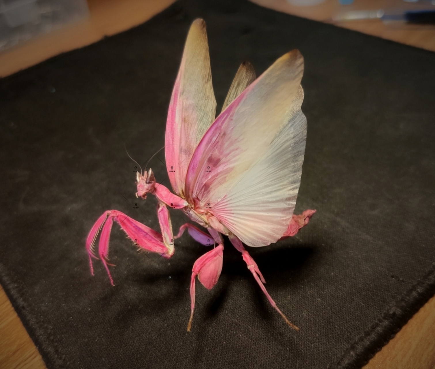 兰花螳螂 颜色是涂哒