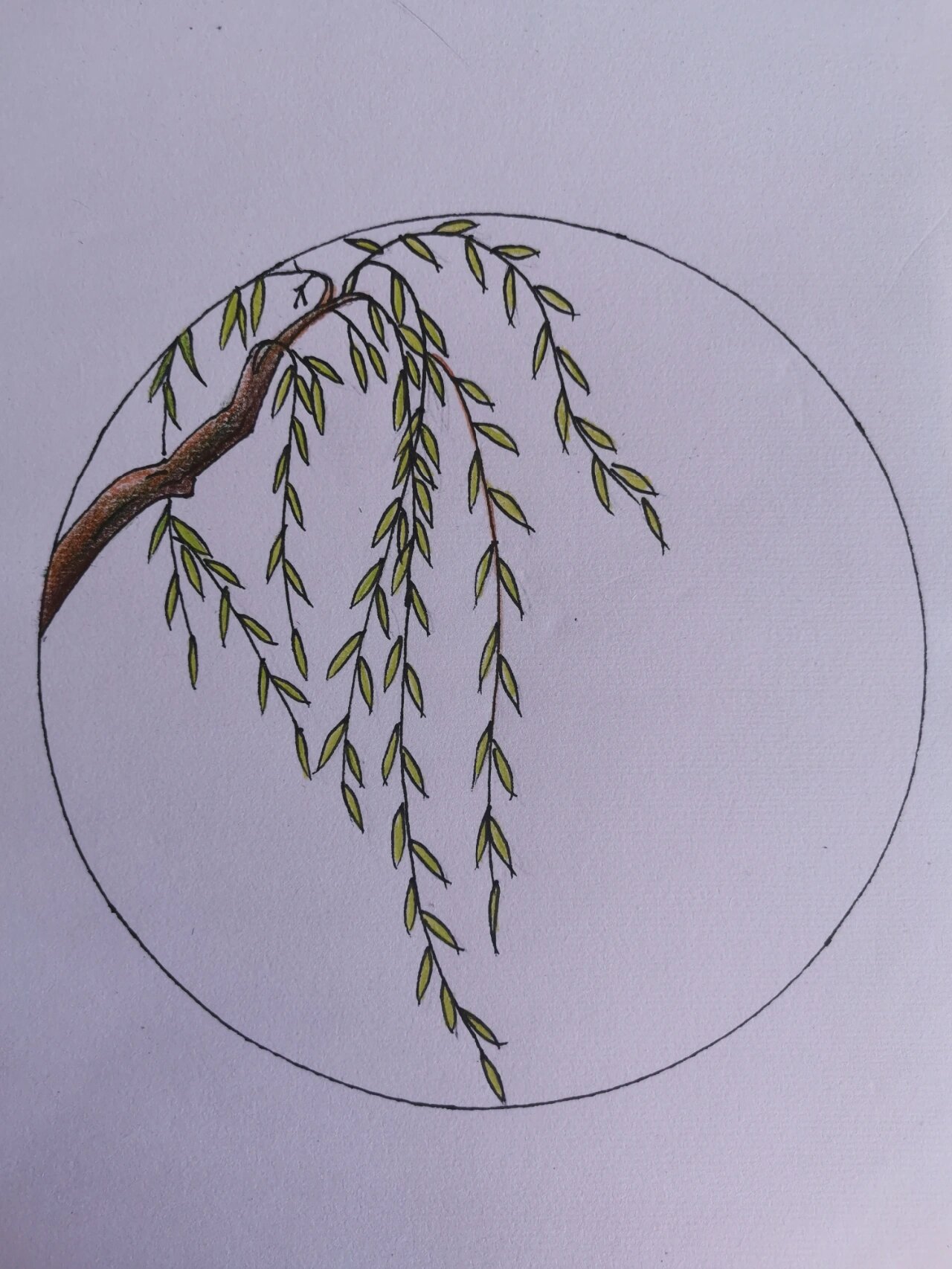 简笔画(91)跟我一起画柳树