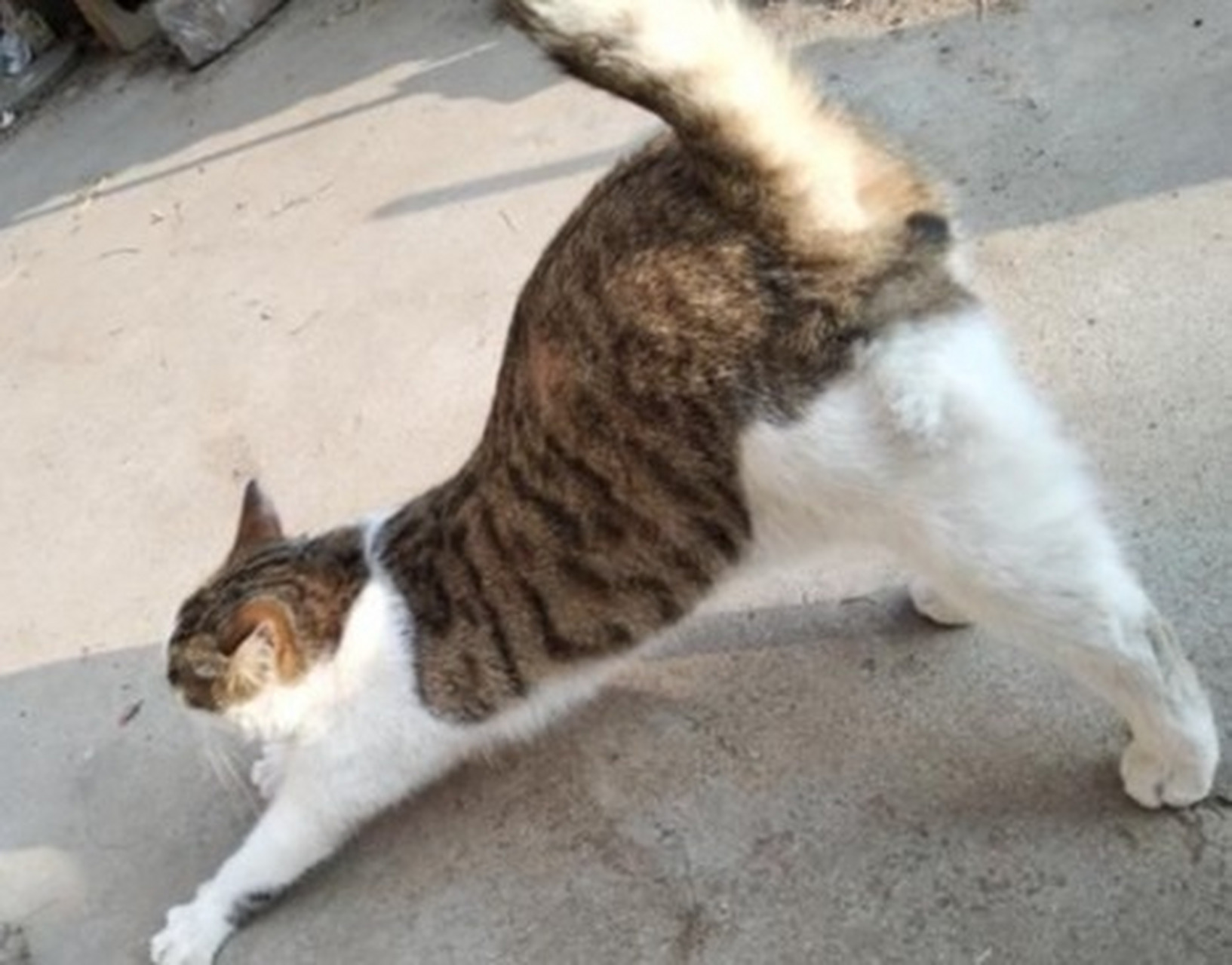 猫咪弓背翘尾巴是什么意思 1,吓退敌人 猫咪要是遇到比它强大的动物