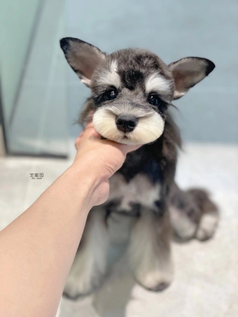 雪纳瑞这个造型剖析,拿给美容师照着剪!