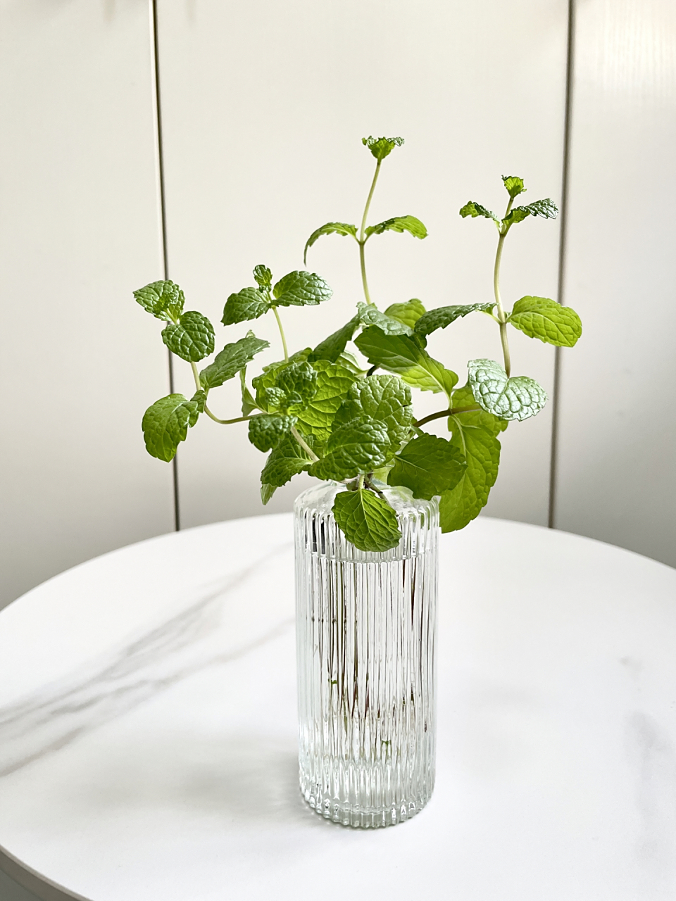 水培薄荷方法分享 很多植物都是可以水培的,今天给大家分享一下薄荷的