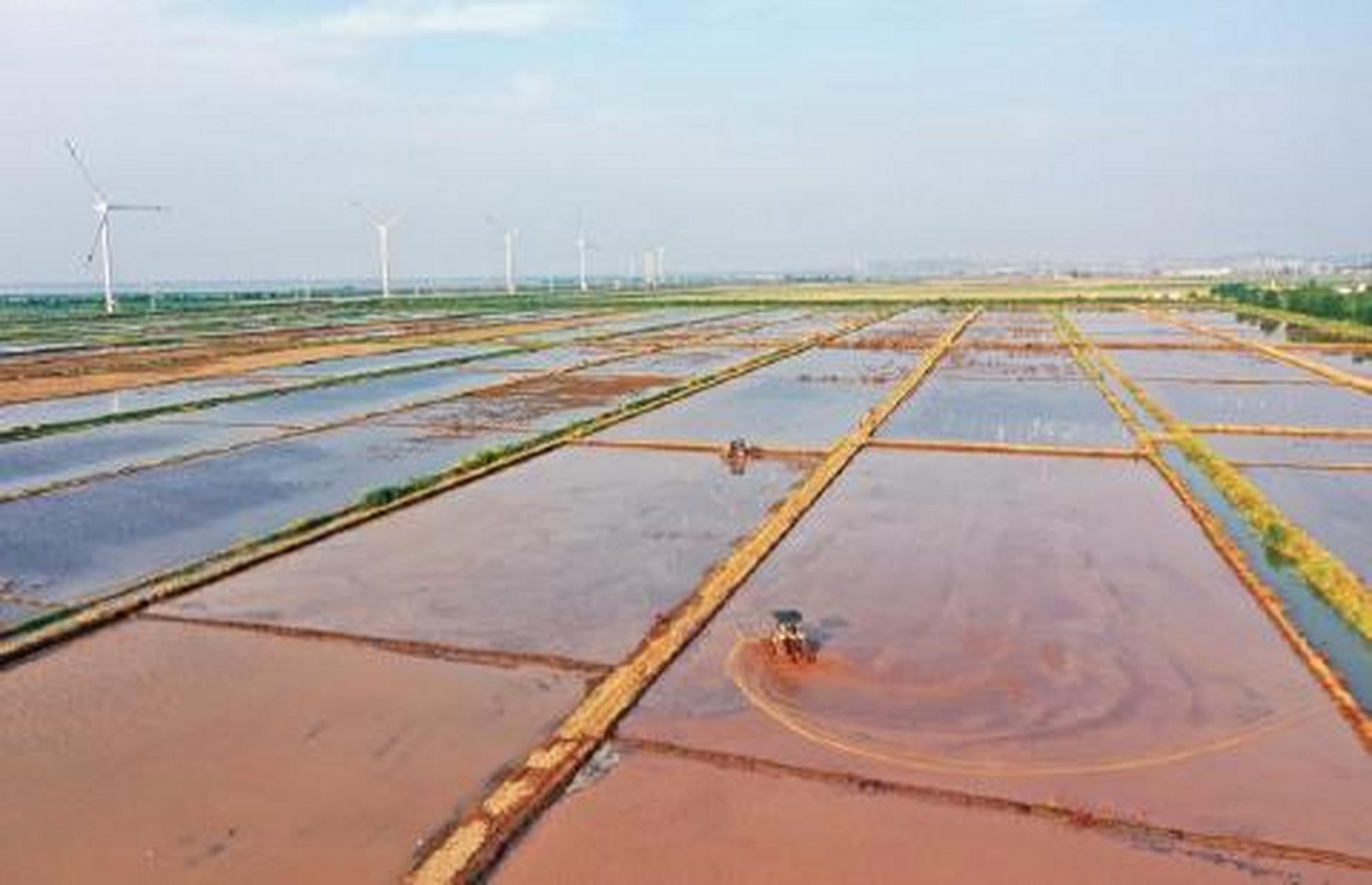 5万亩稻虾田进入夏耕夏种关键期,在农场第三农业分公司稻虾种养示范