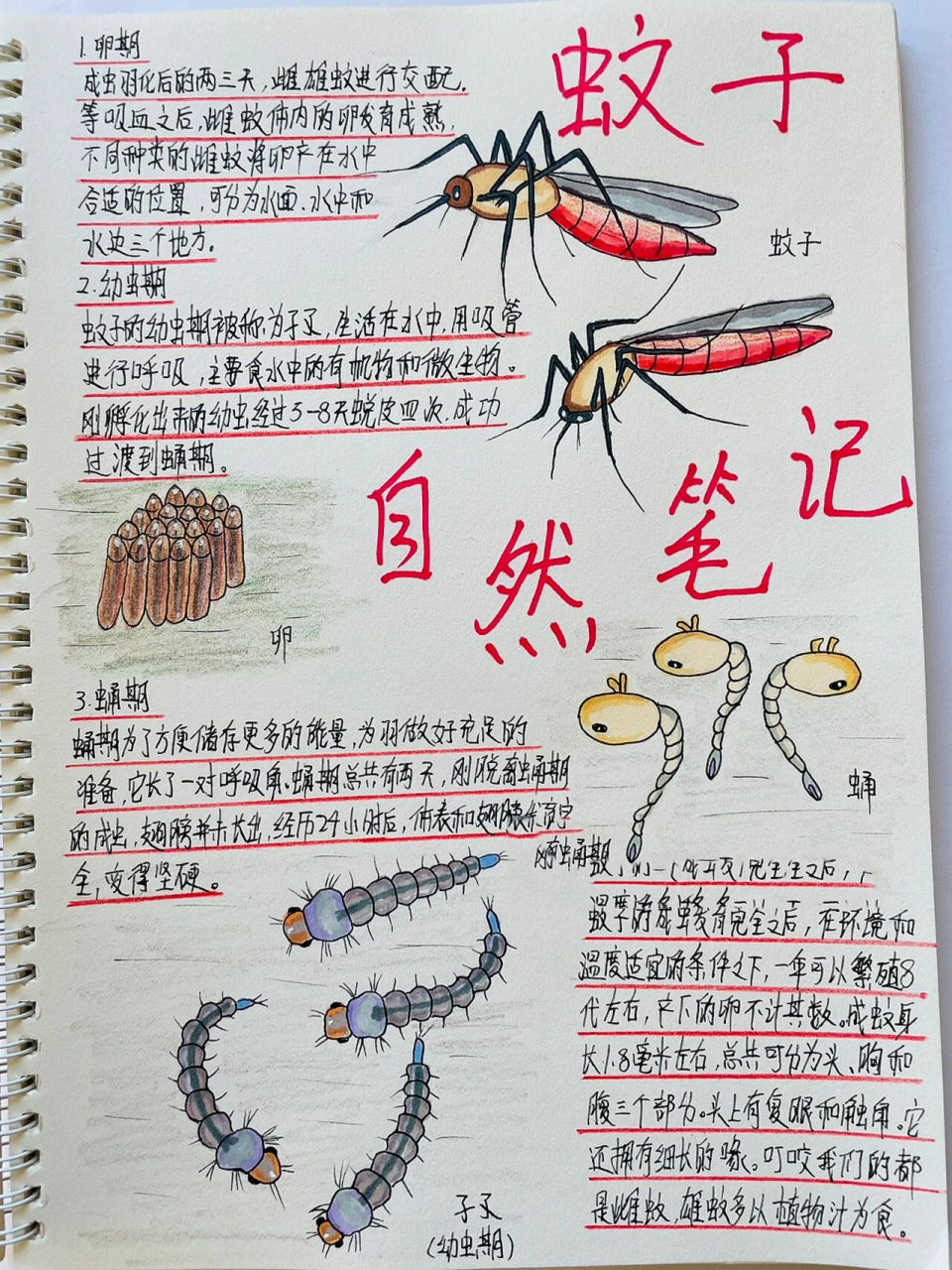 原创自然笔记-蚊子03 夏天的蚊子03到处可见,雌蚊主要靠吸血传播