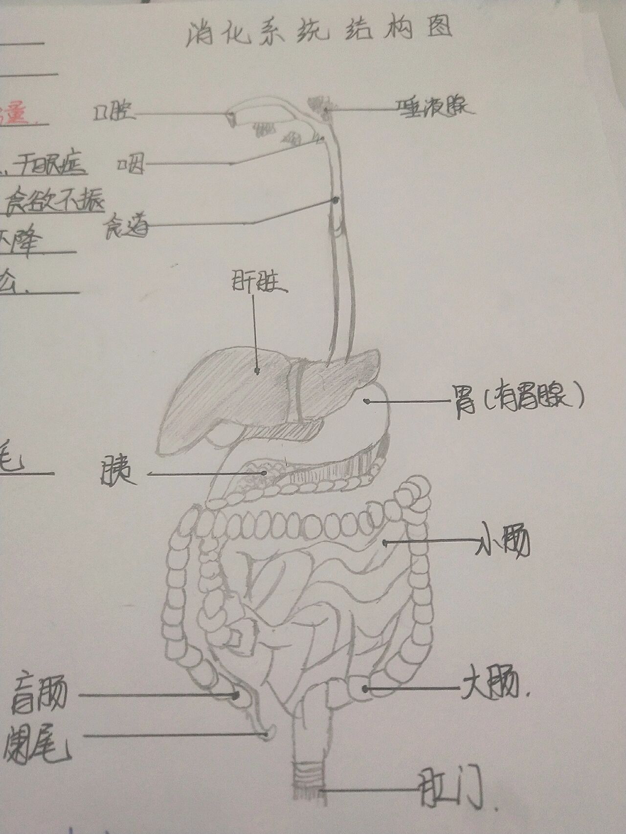 消化系统思维导图七下图片