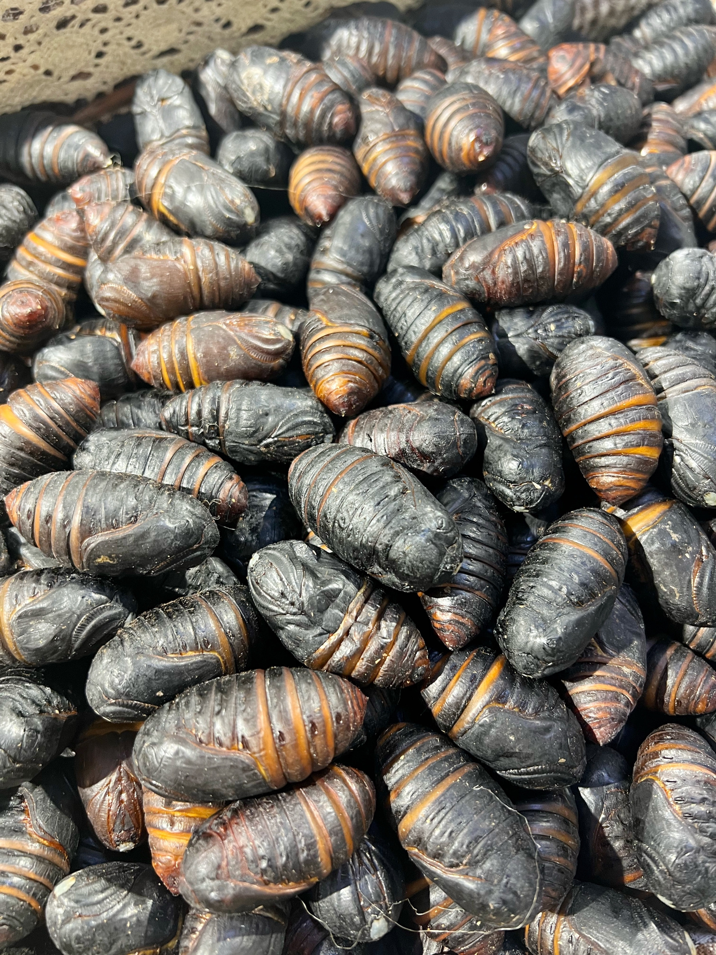 被东北小孩叫"东南西北"的虫子91  这个玩意儿 会转来转去 小时候