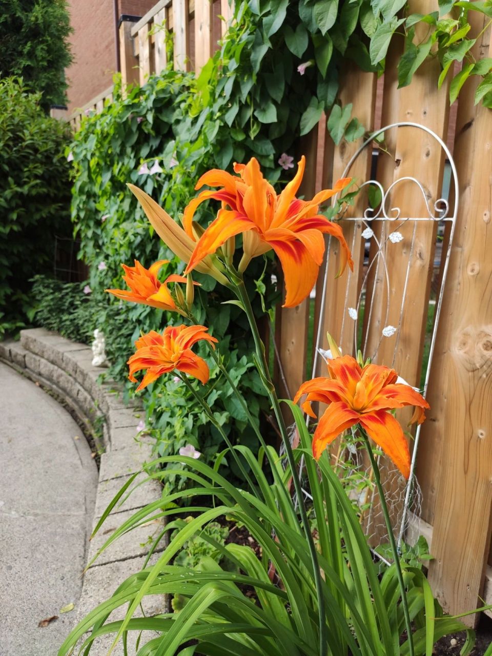 我的重瓣大花萱草开花了,九张图全是它 雨过天晴,早上太阳很好.