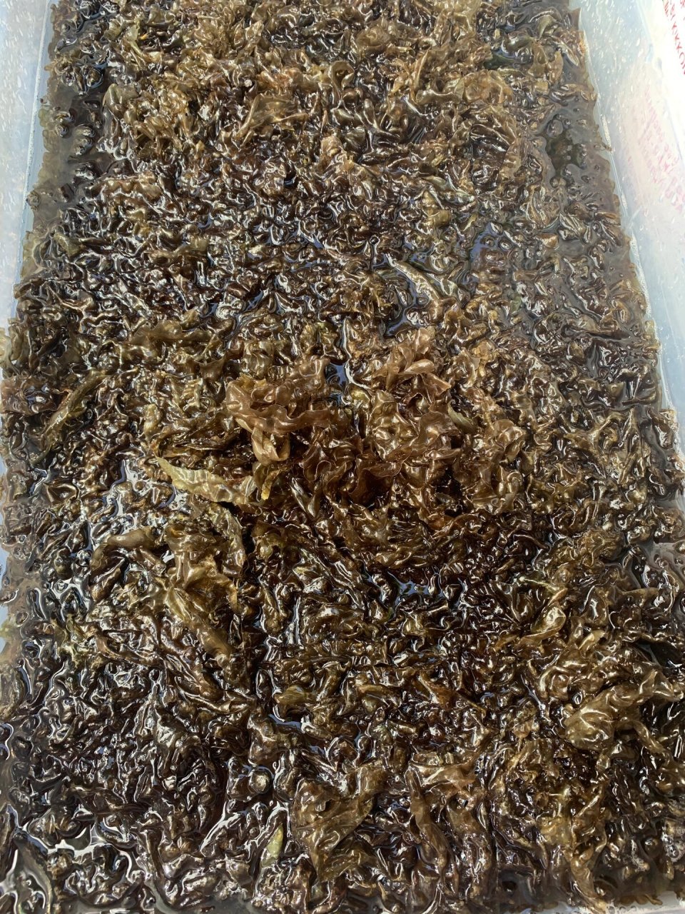 野生紫菜 紫菜吃得多,但是第一次看到原来在海里是长这样的第一次亲手