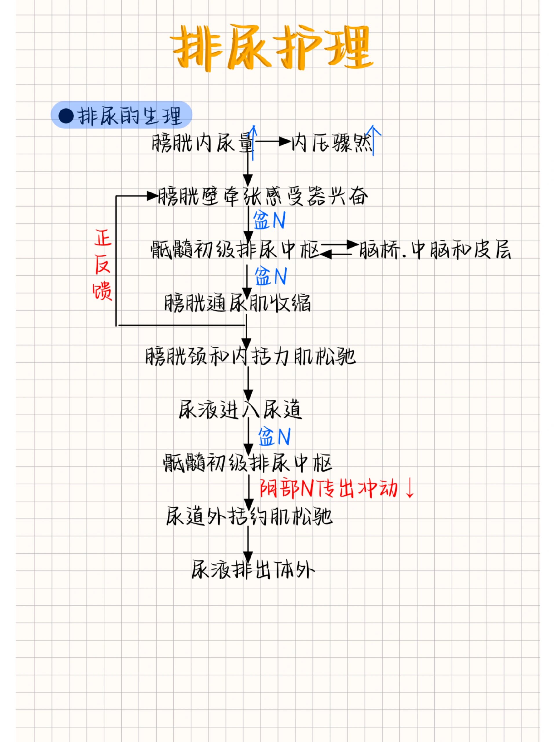 排尿过程生理图片