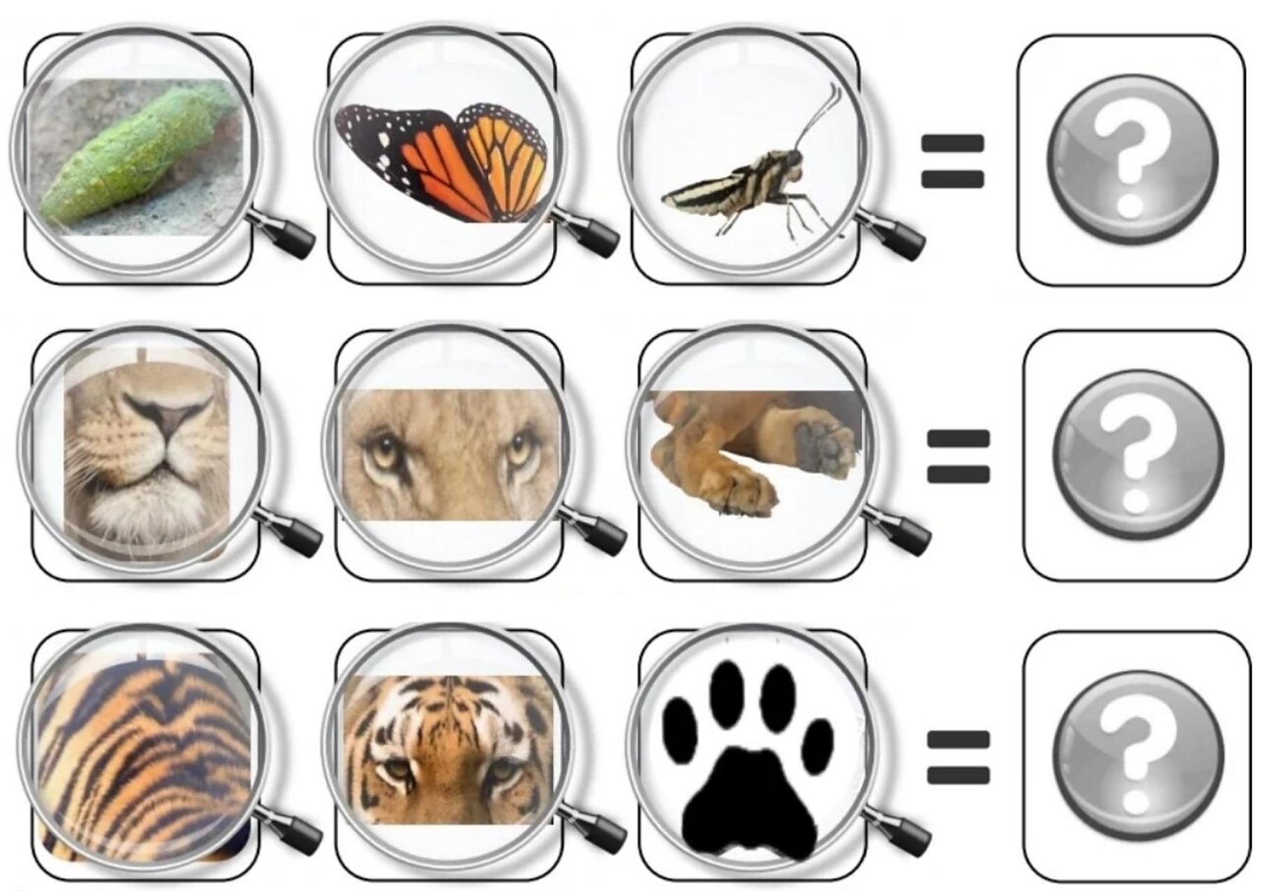 幼儿通过观察前面三个放大镜中的动物局部图,猜测哪个动物是符合三个