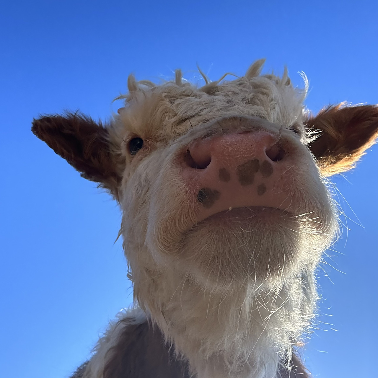好运小牛头像系列