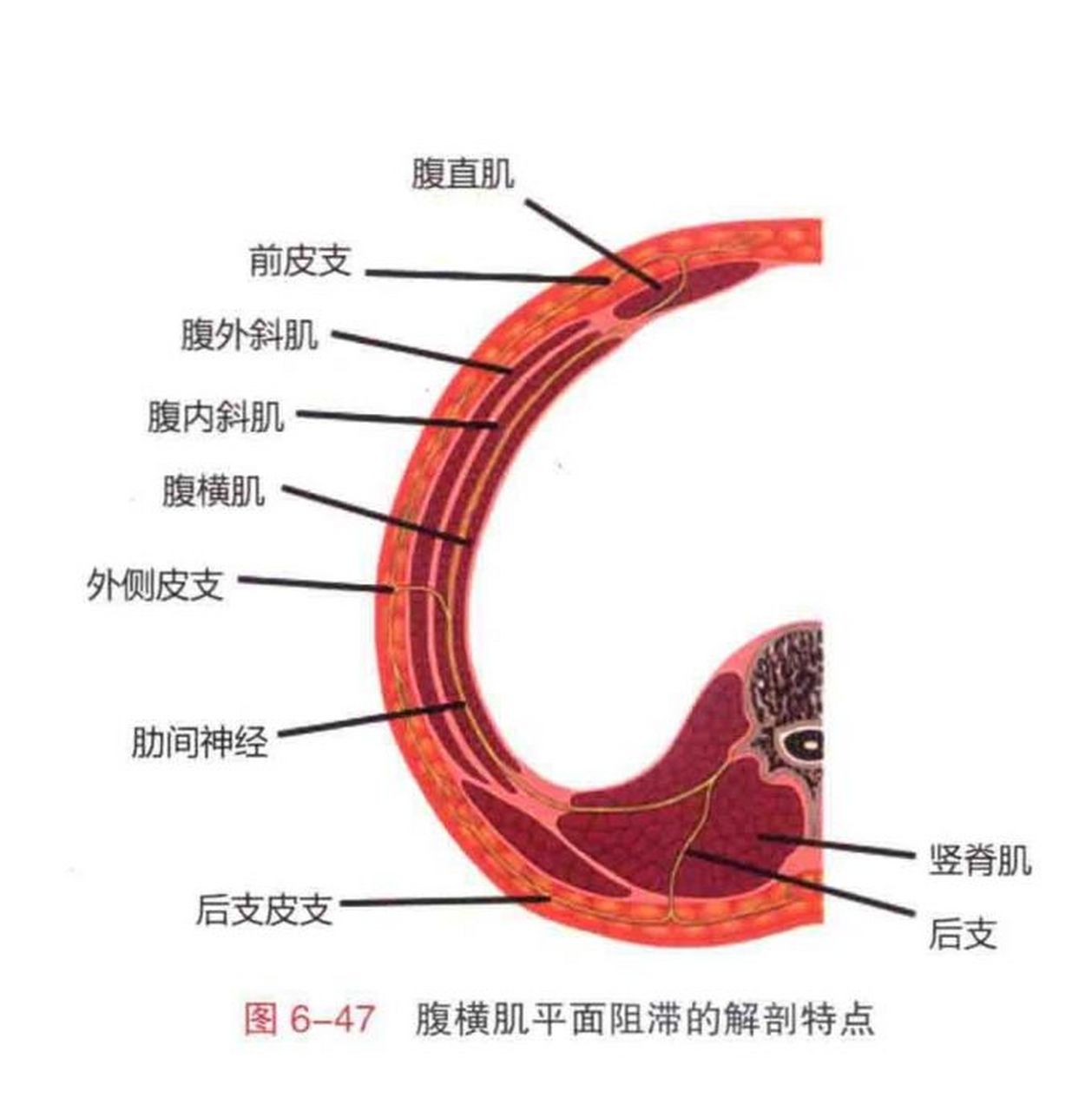 麻醉笔记|超声下腹横肌平面神经阻滞tap 166解剖:腹部前外侧的肌肉