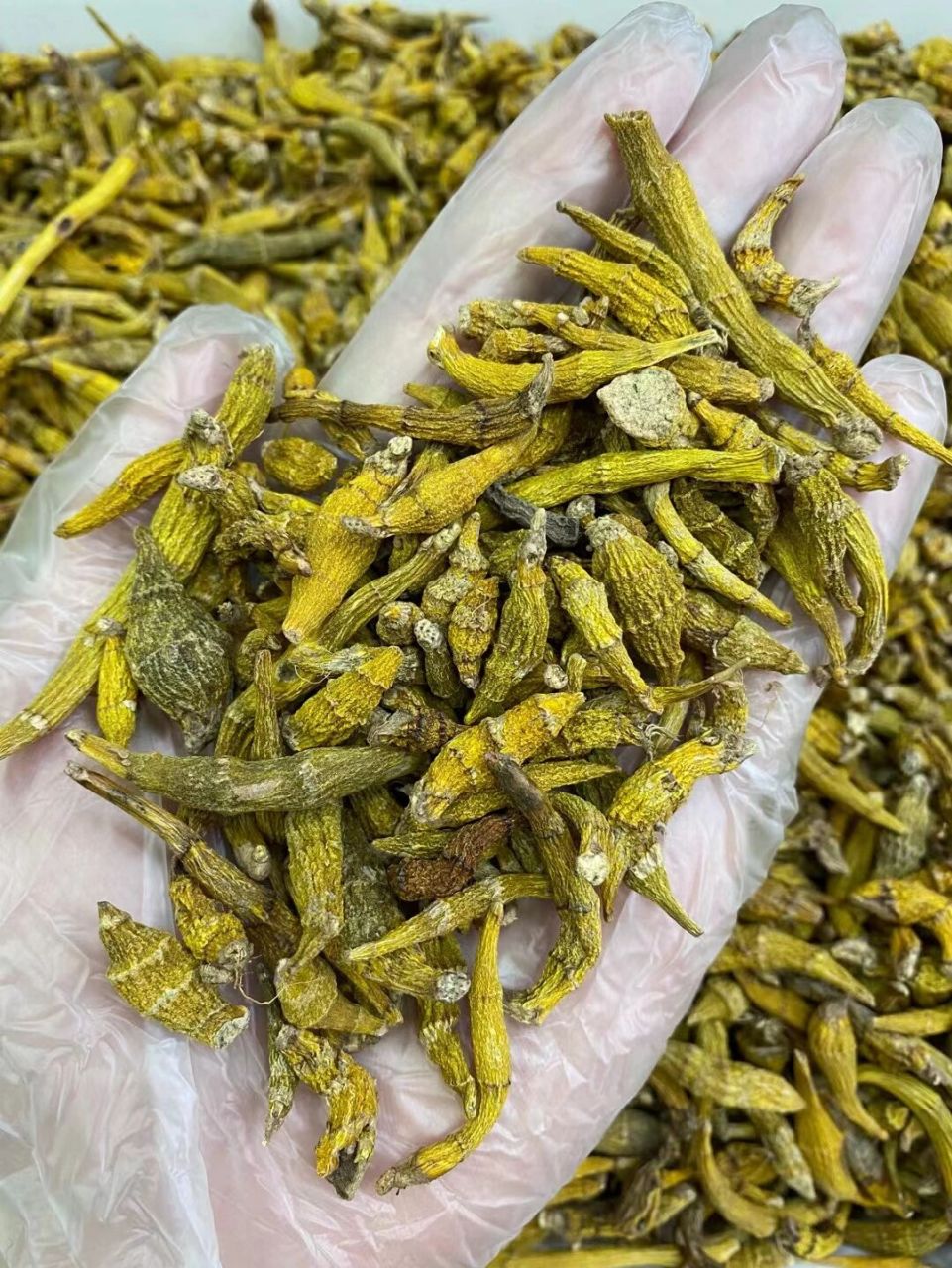 正纯野生虎牙石斛  虎牙石斛是现纯野生石斛品种.