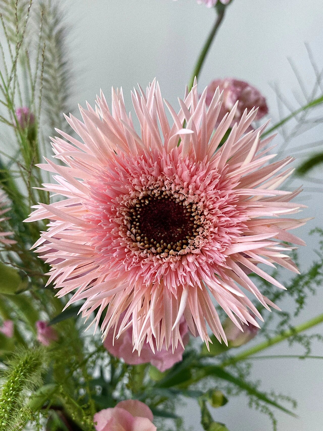 我发现多头康乃馨可以当万能配花～ 终于可以下单花花了 补了好多花花