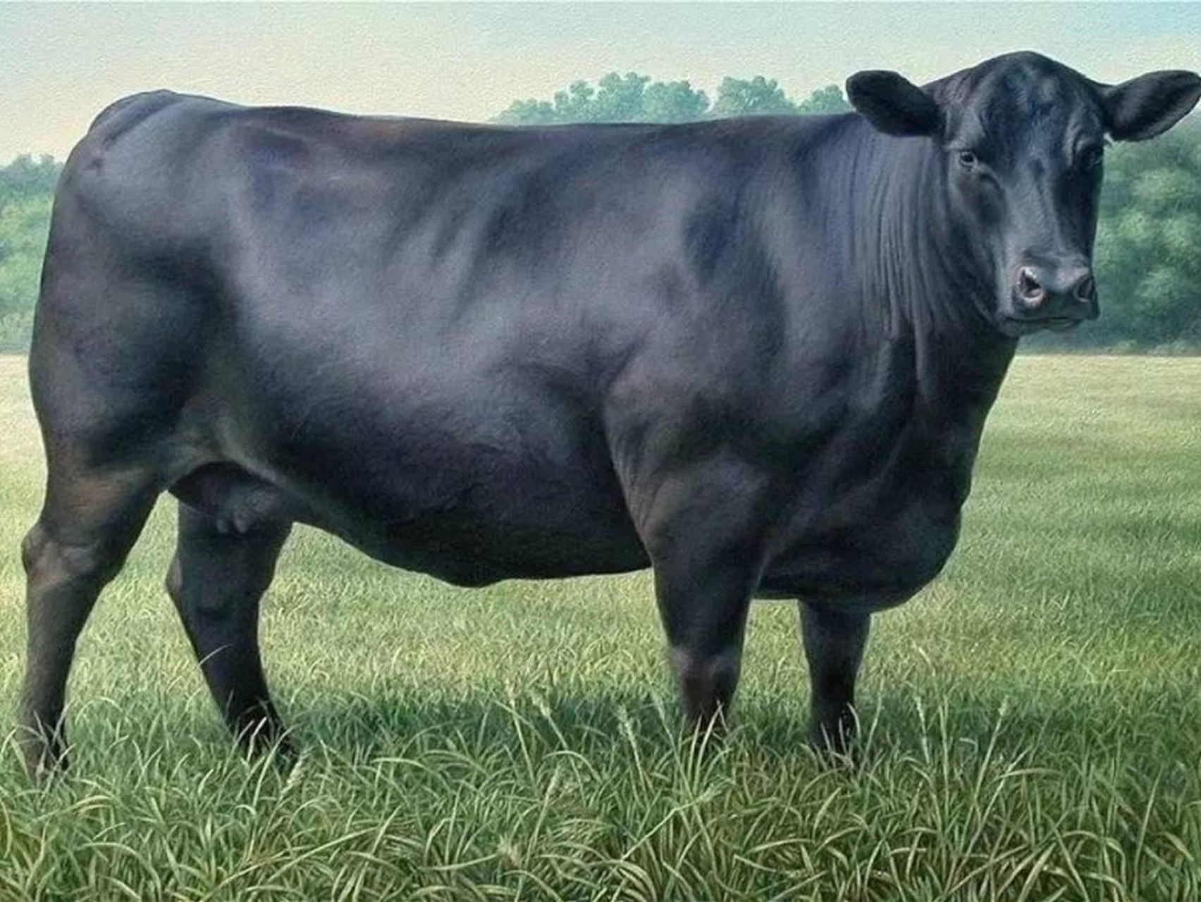 16615  安格斯牛的历史与发展 78  安格斯牛原产于苏格兰东北