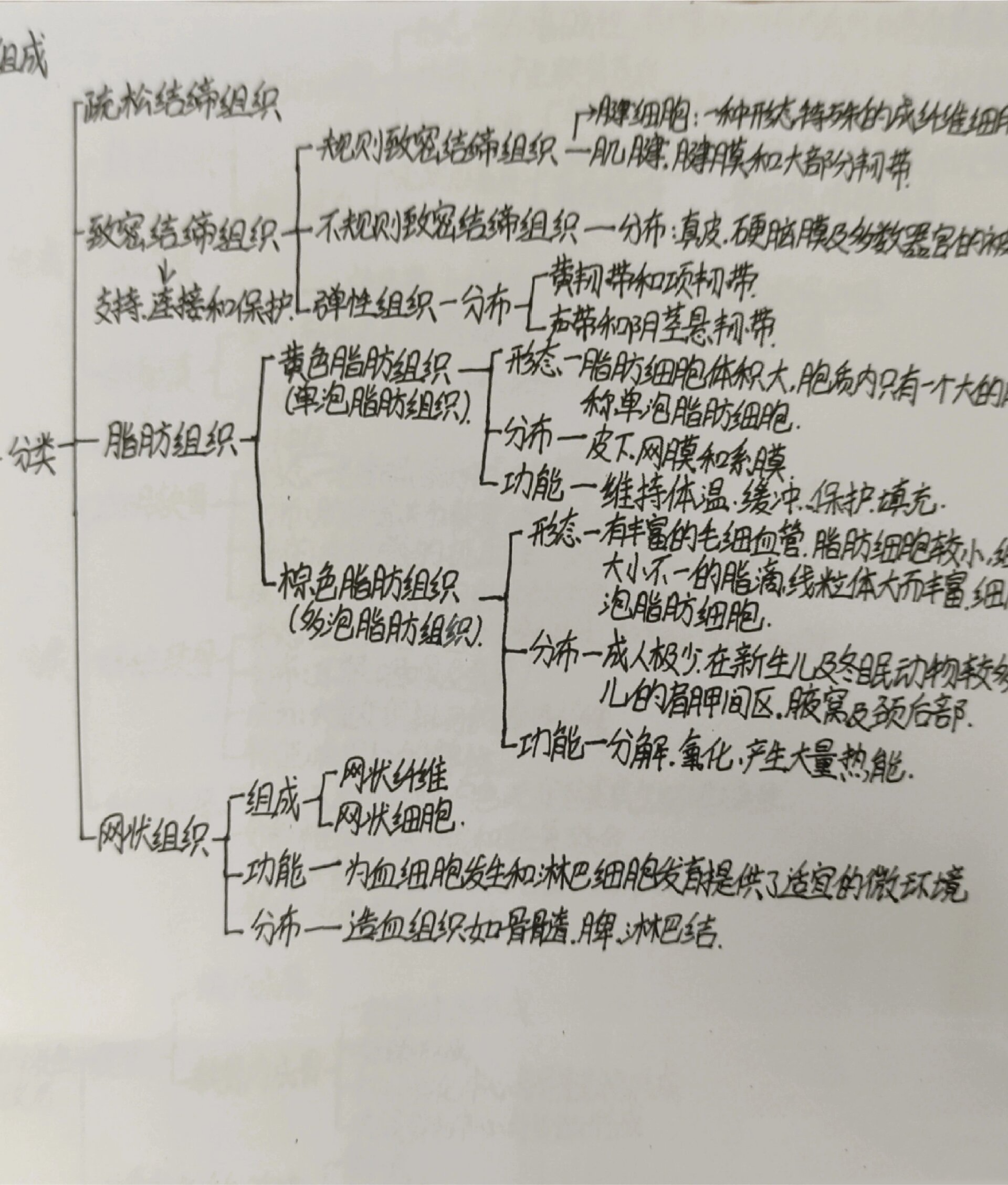 组胚思维导图上皮组织图片