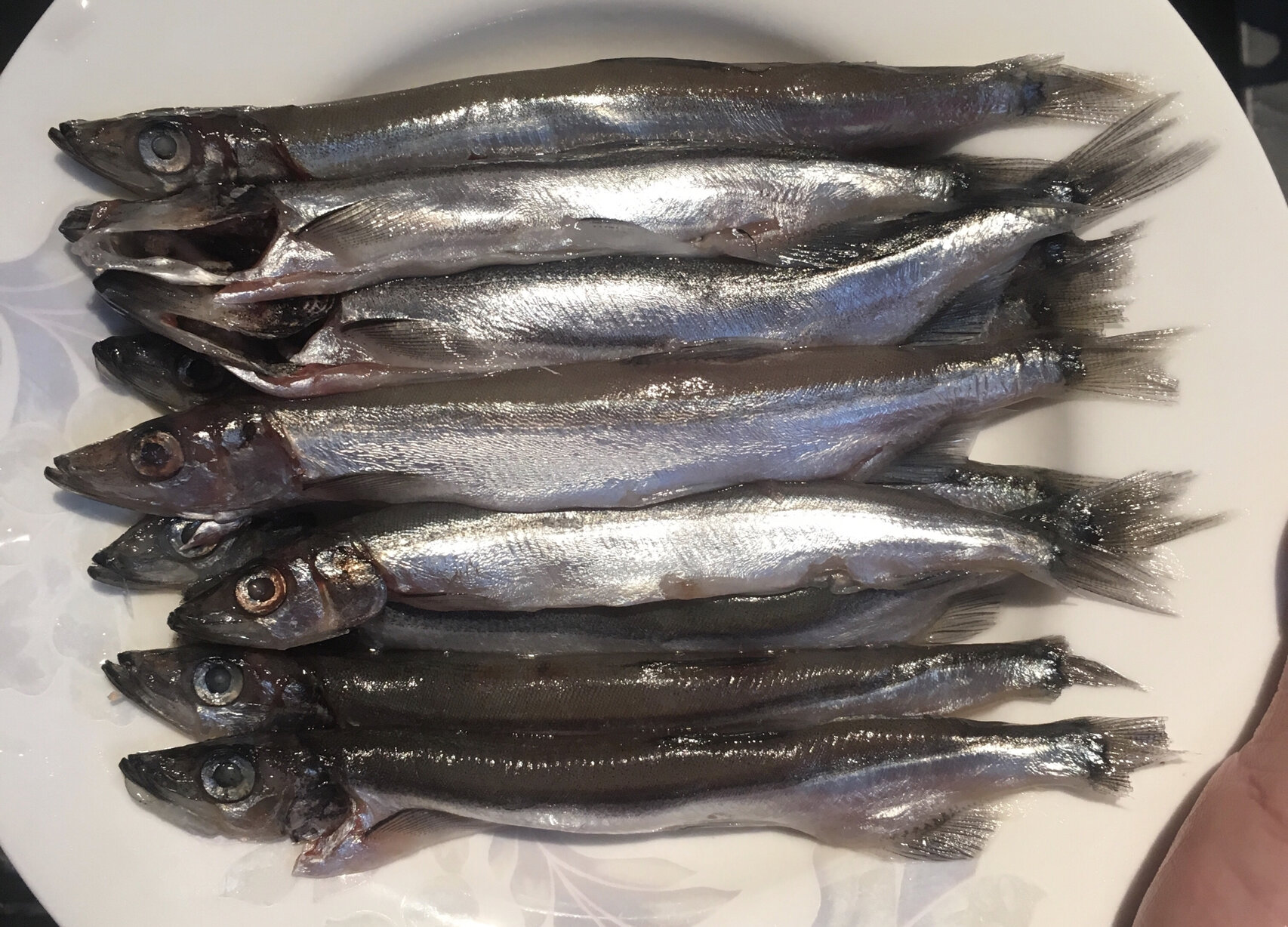 又发现了一种美味的海鱼,其身如柳叶,满腹鱼籽,特别适合烧烤!