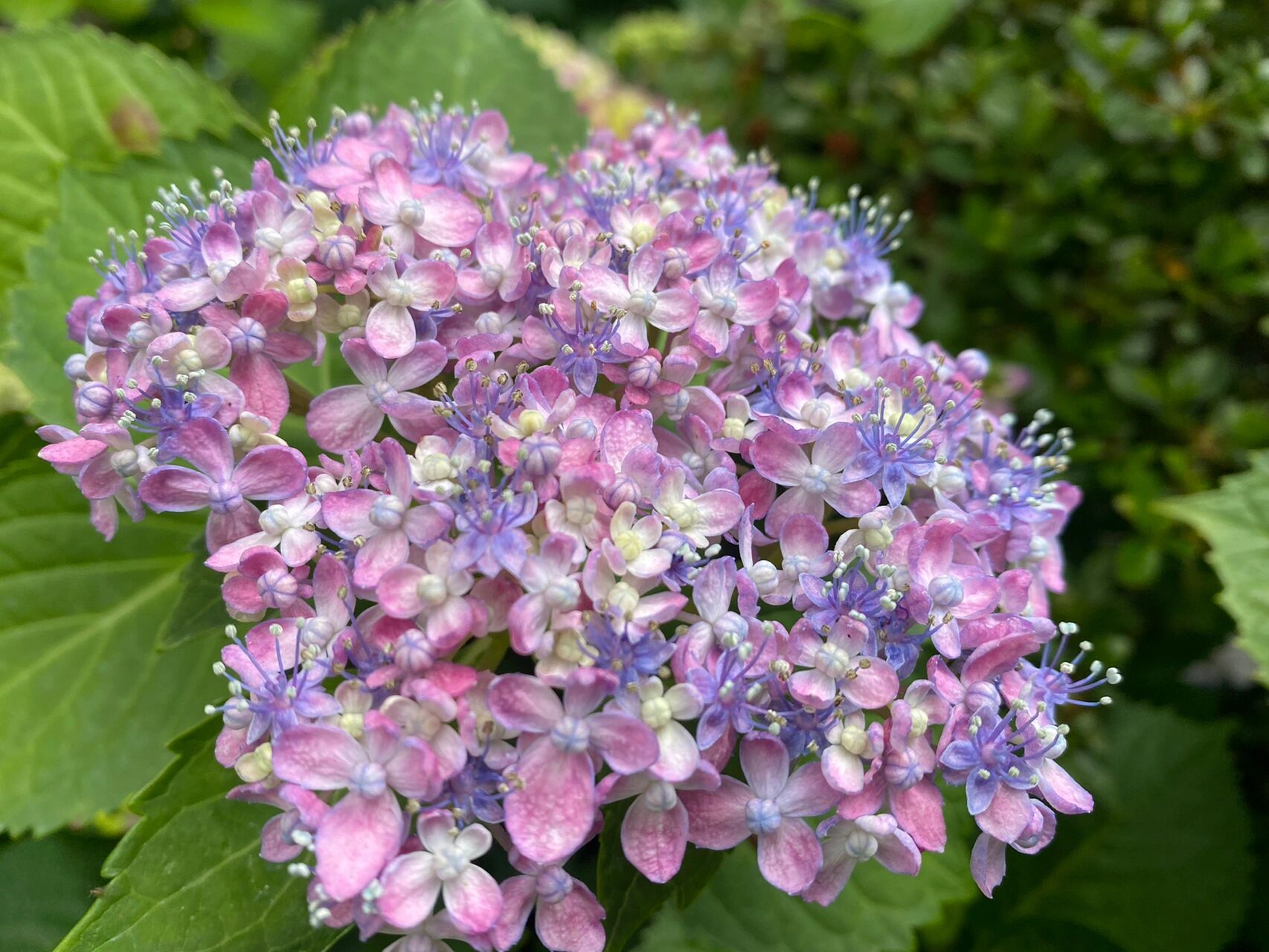 绣球品种介绍-三河千鸟,有松 1-3是三河千鸟,4-5是有松,其实我看不出