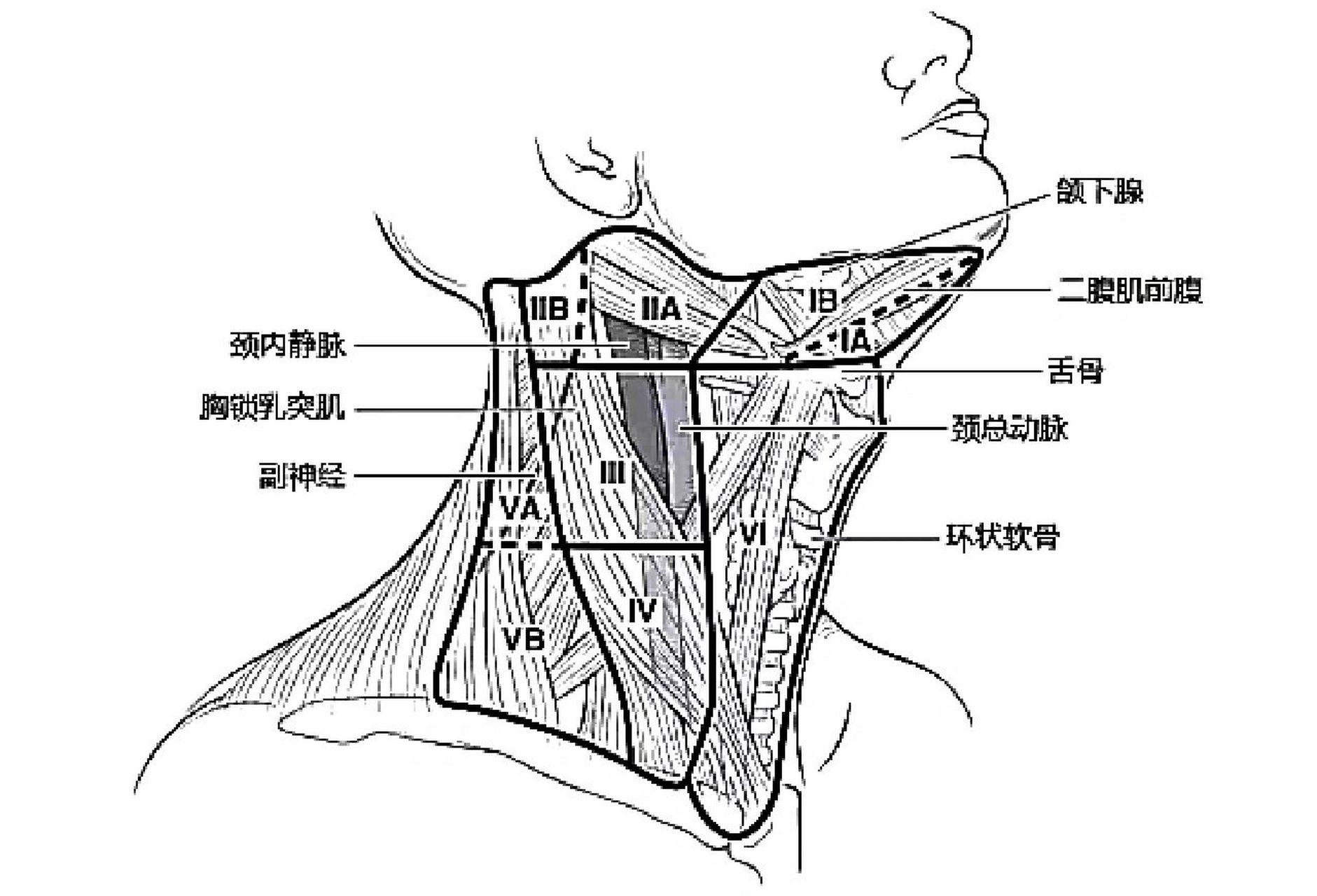 颈部淋巴结分区 Ⅰ区:包括颏下区及颌下区淋巴结,分布着大约1～14枚