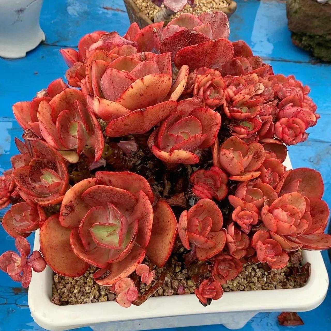 多肉分享 尘埃玫瑰vs小叶秀妍