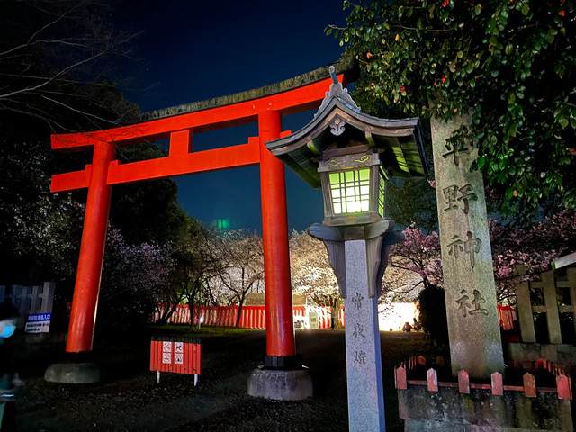 平野神社樱花之美:品种丰富与独特魅力的完美结合