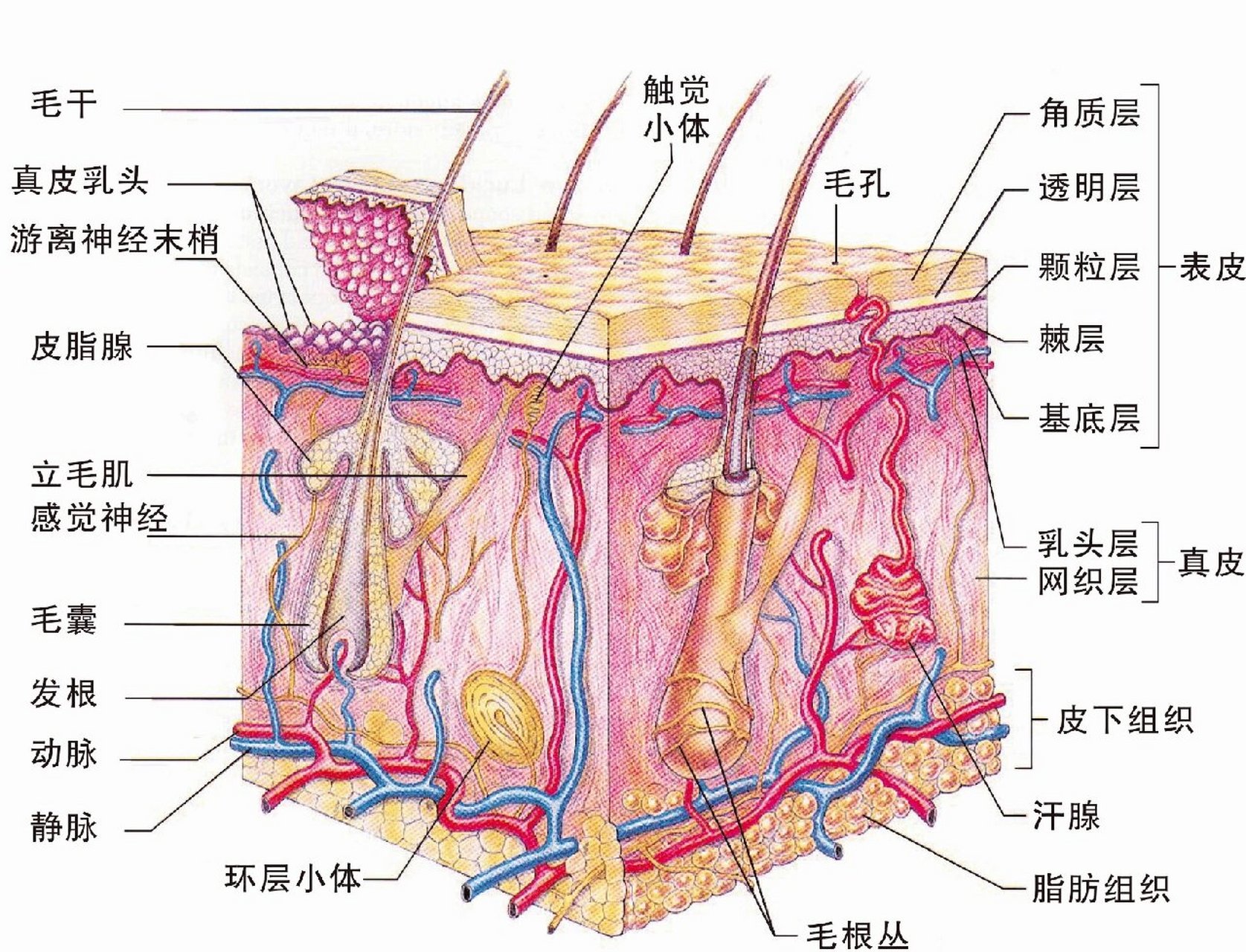 人体表皮细胞结构图图片