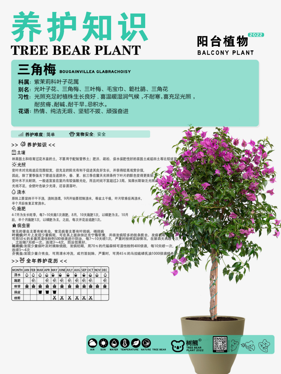三角梅植物养护卡 三角梅的植物养护方法止片 #花卉绿植#0202